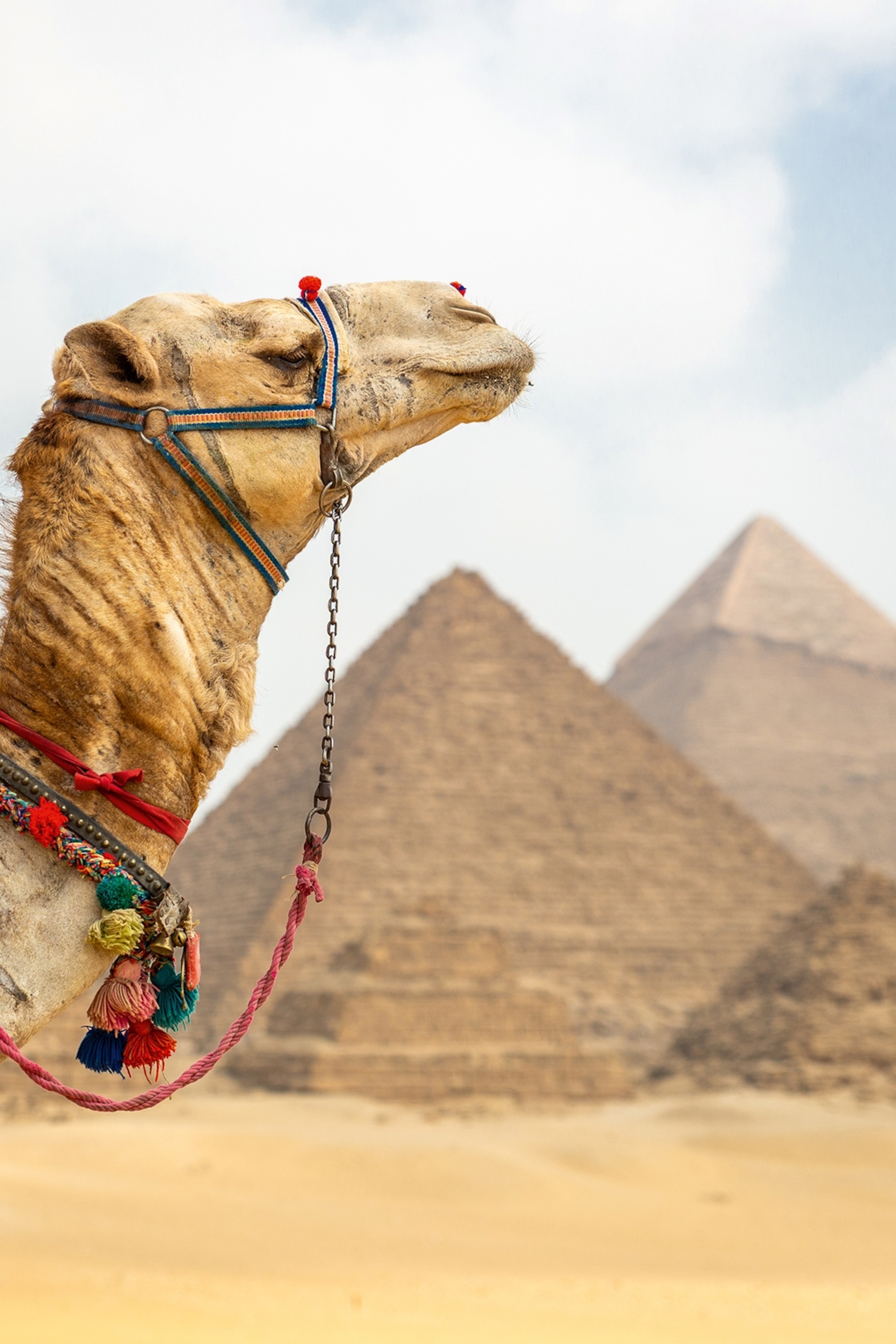 The profile of a camel with the Pyramids of Giza in the distance.