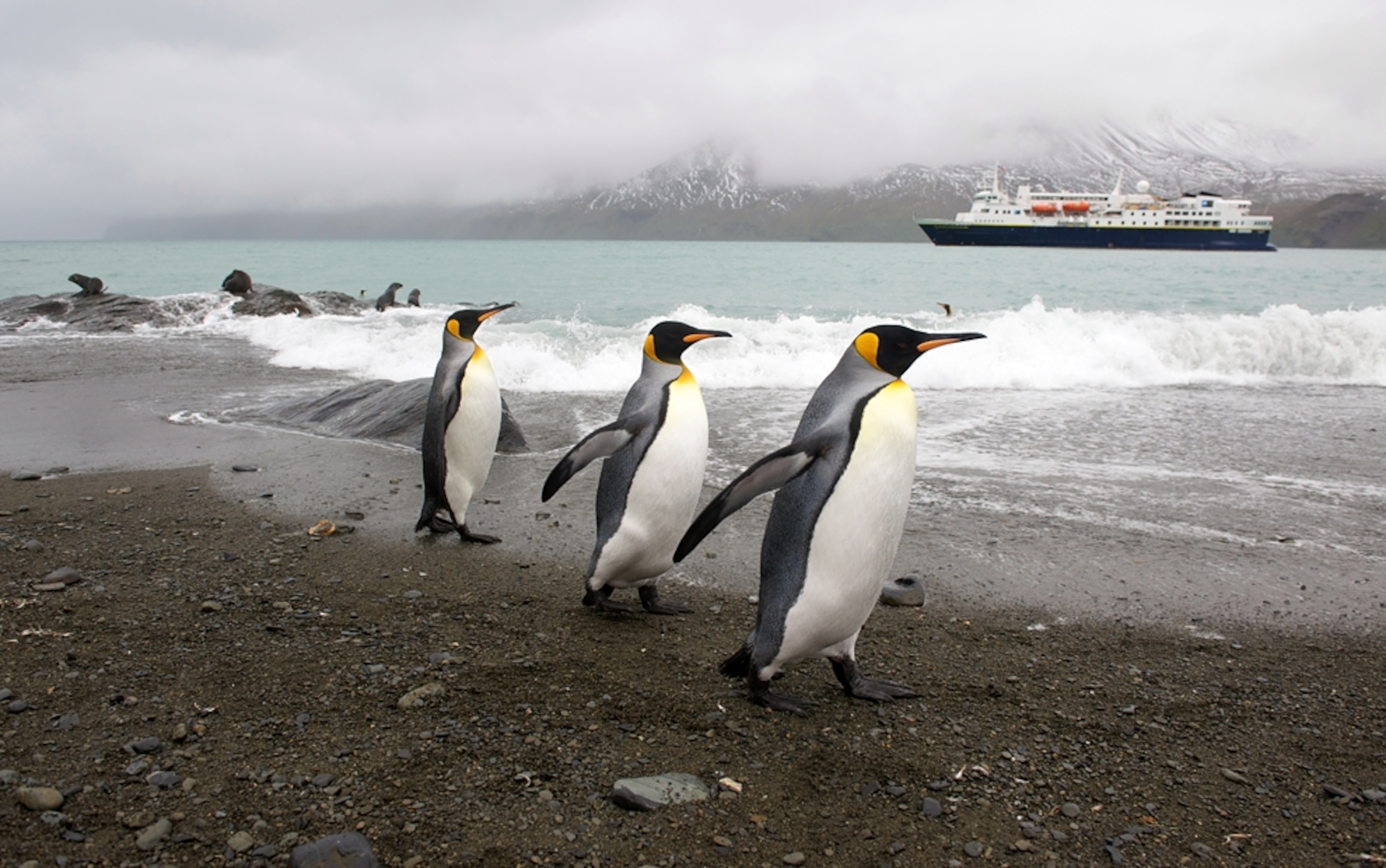 King penguins walking on the beach.