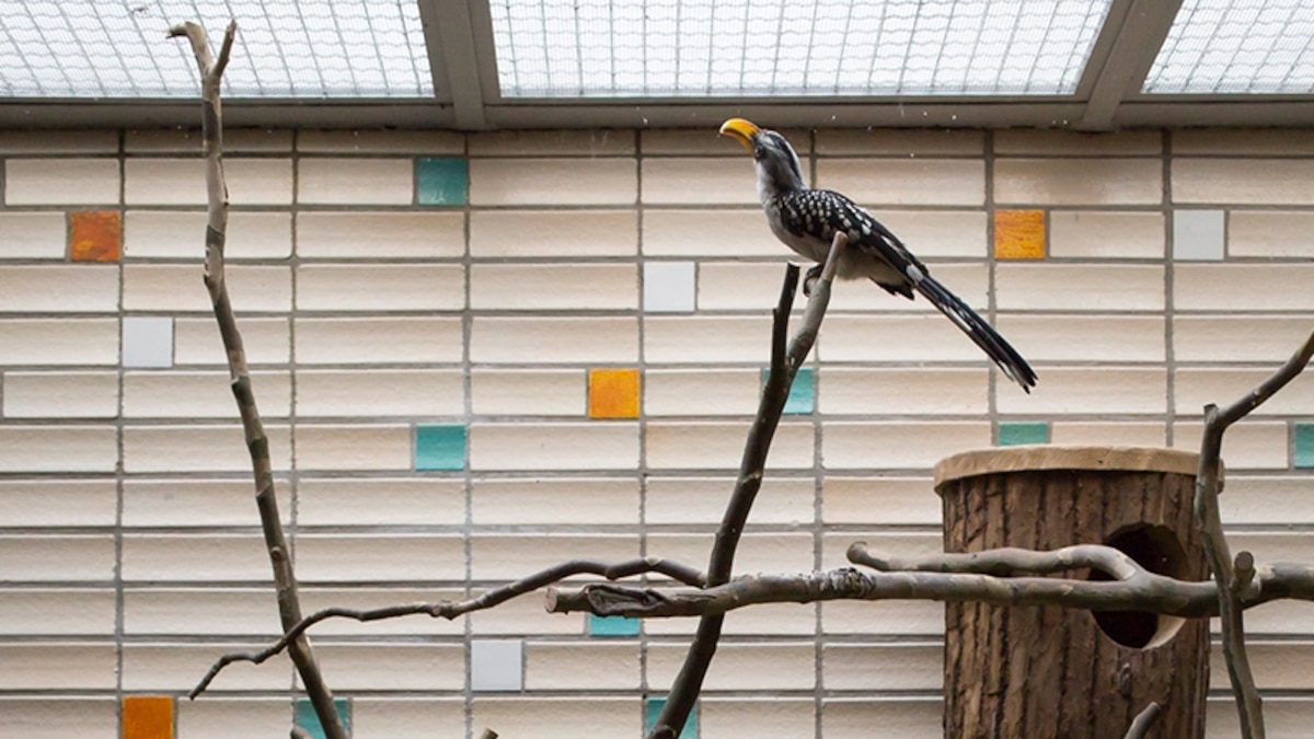 Life In Captivity Portraits Of Germany s Zoo Animals