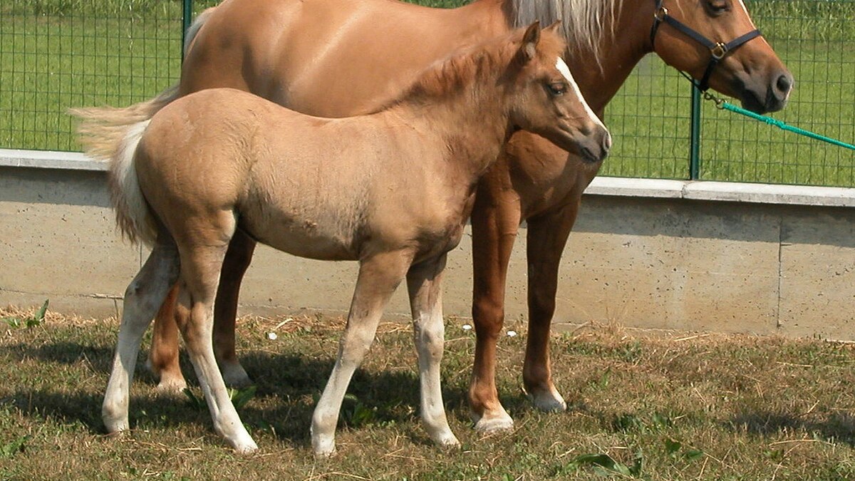 Cloned Horses Coming to the Olympics?