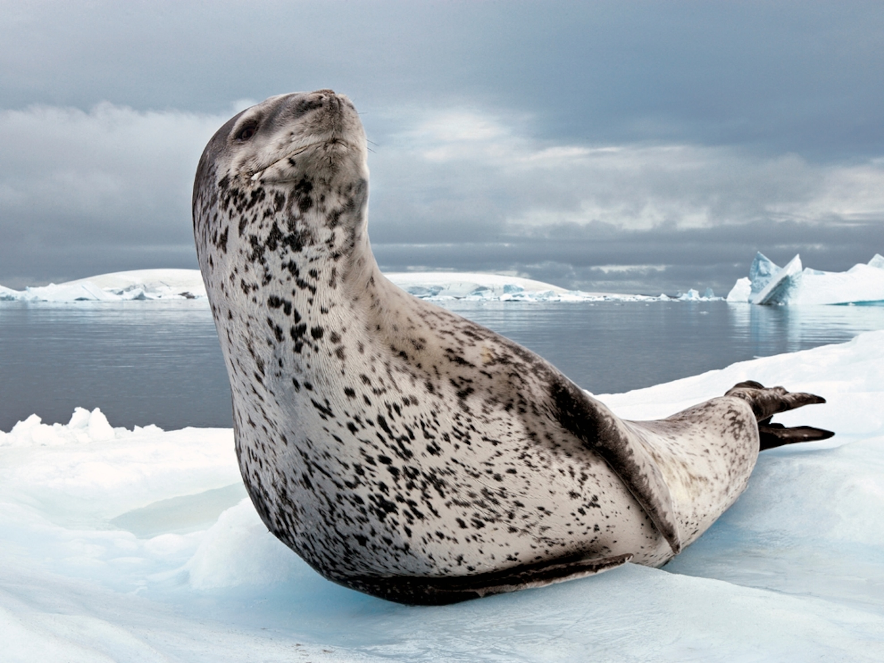 Adult leopard seal on the ice