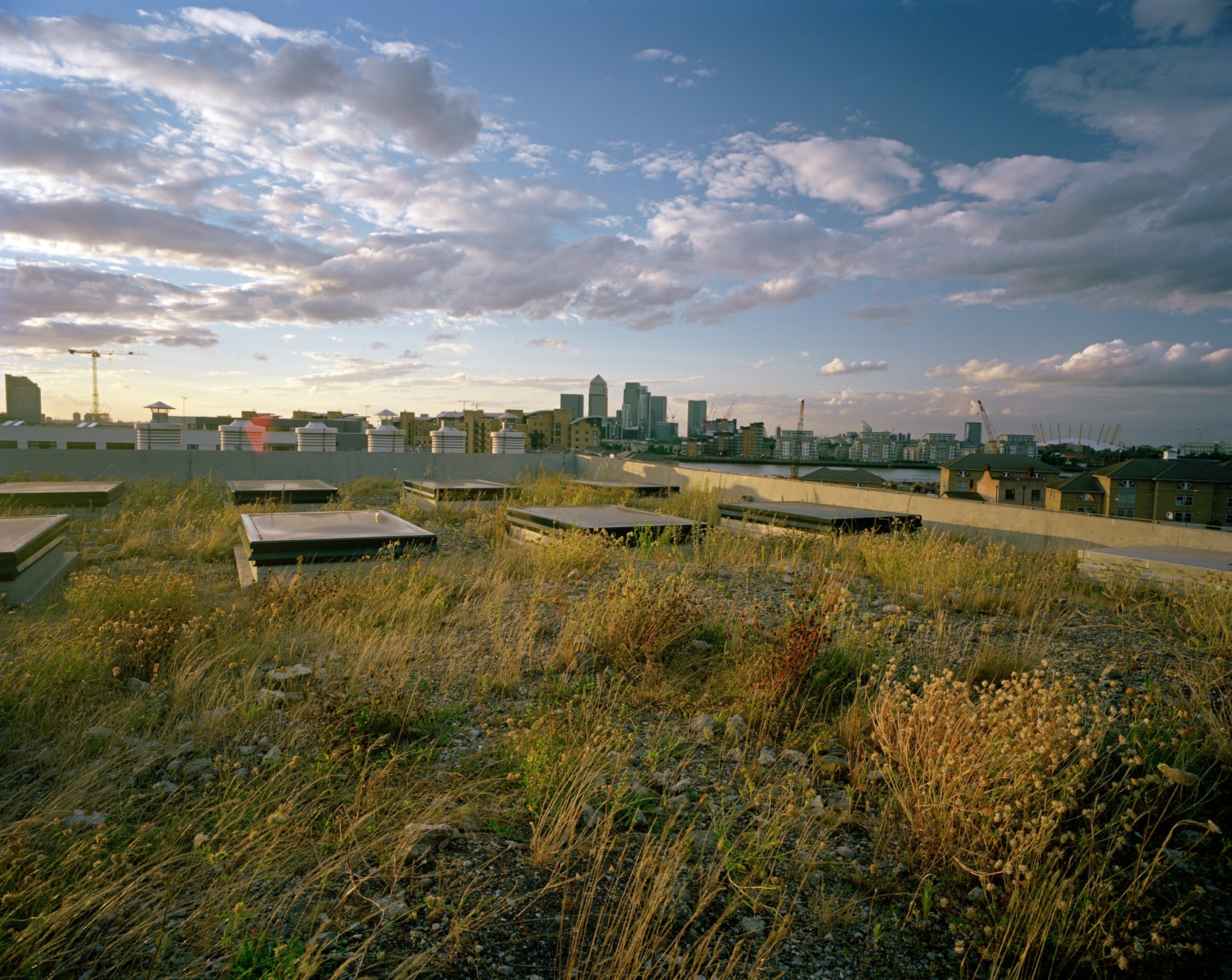 foliage atop London's Laban Dance Center building designed to attract the black redstart
