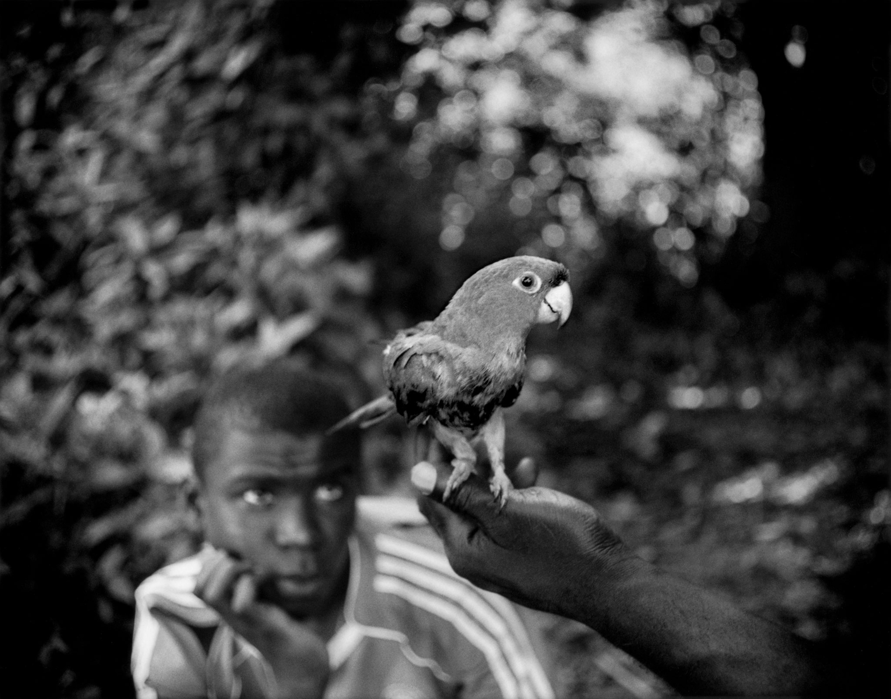 a boy looking at a tamed parrot