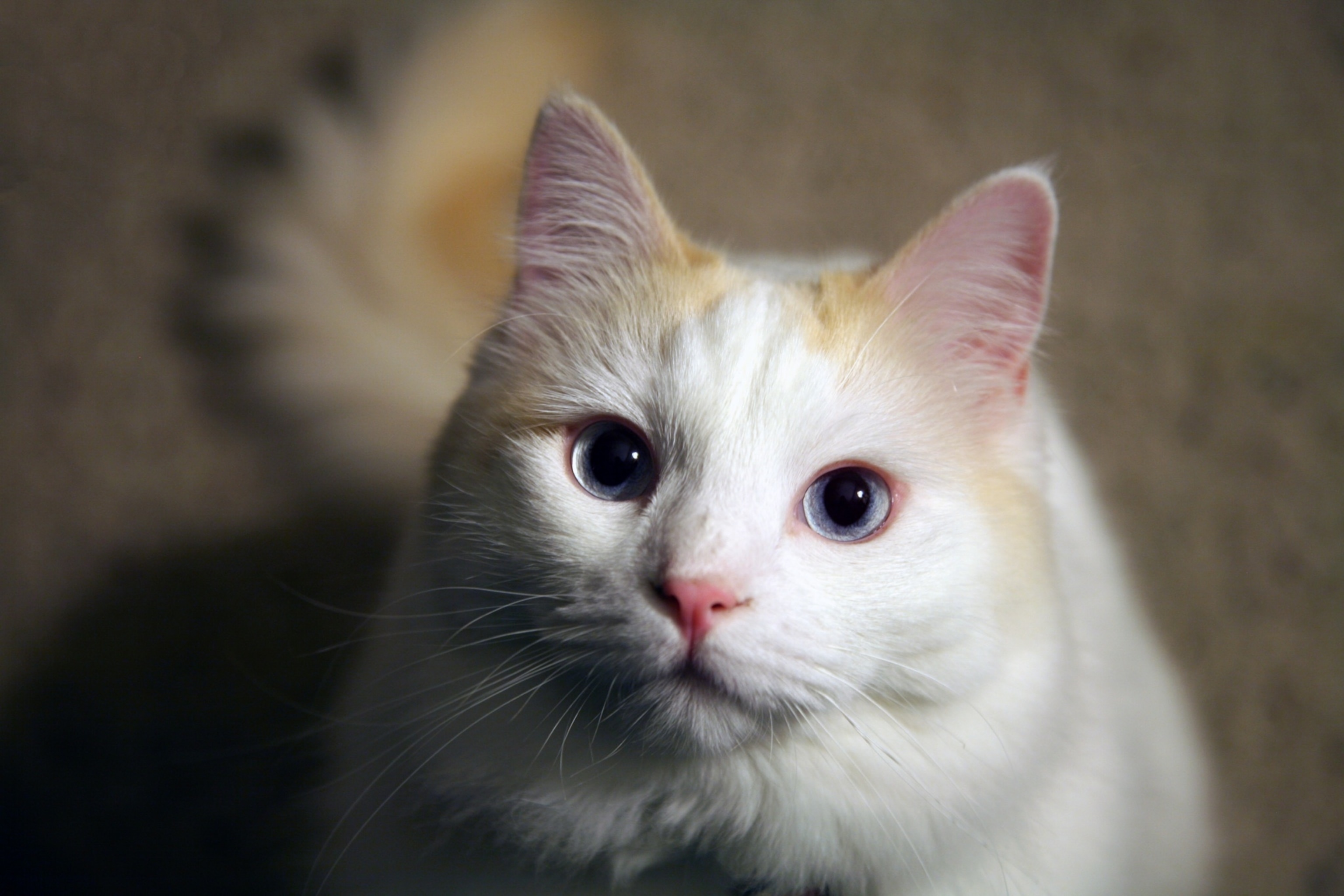 A cat stares up into the camera.