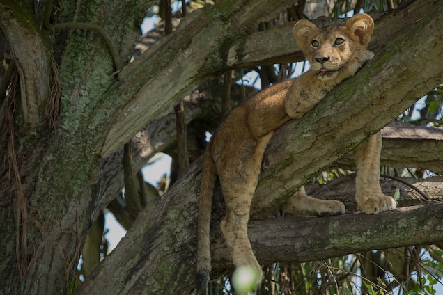 8 Lion Cubs Killed in Suspected Poison Attack 8 Lion Cubs Killed in Suspected Poison Attack