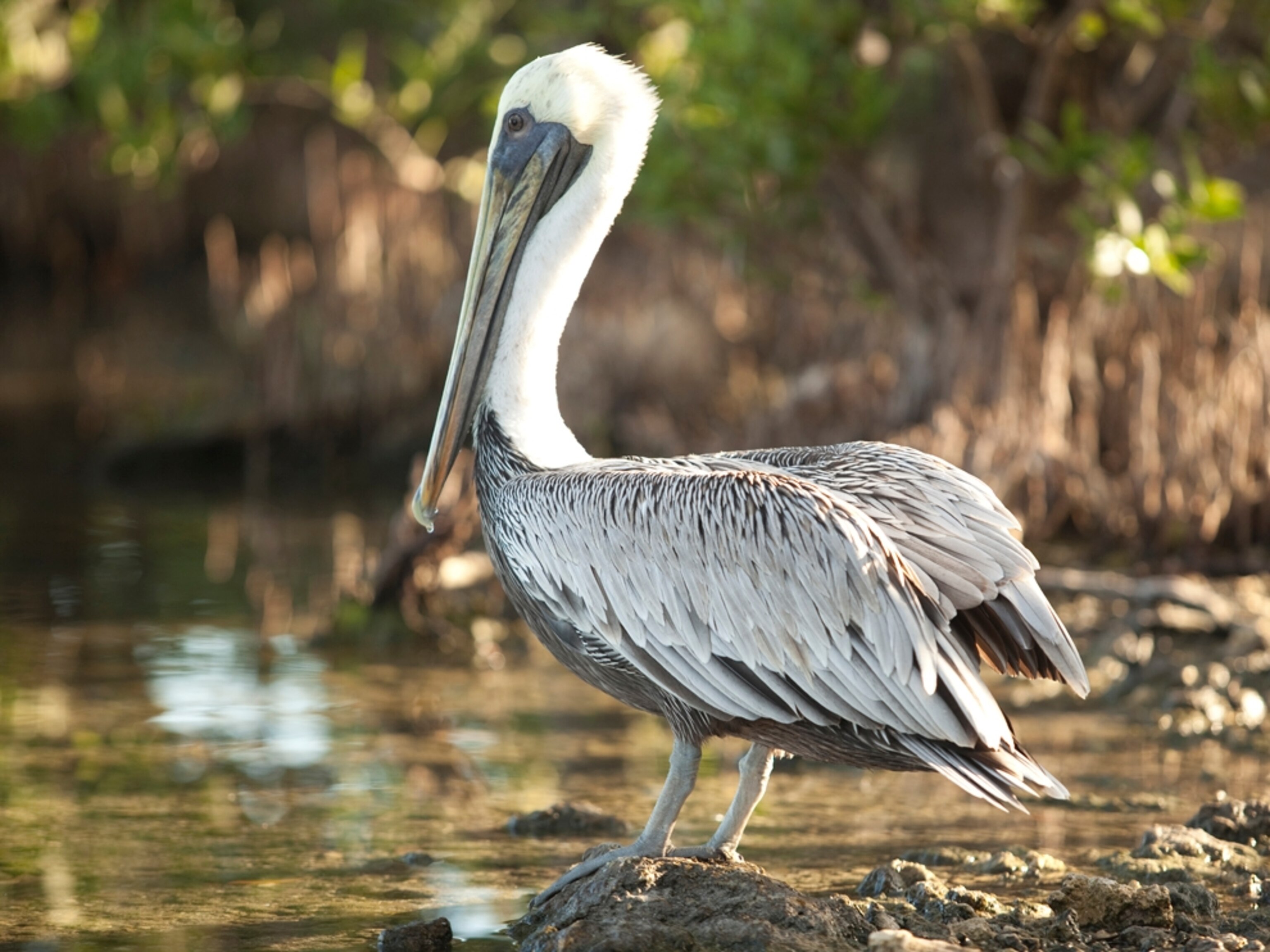 a brown pelican at the Keys Wild Bird Center