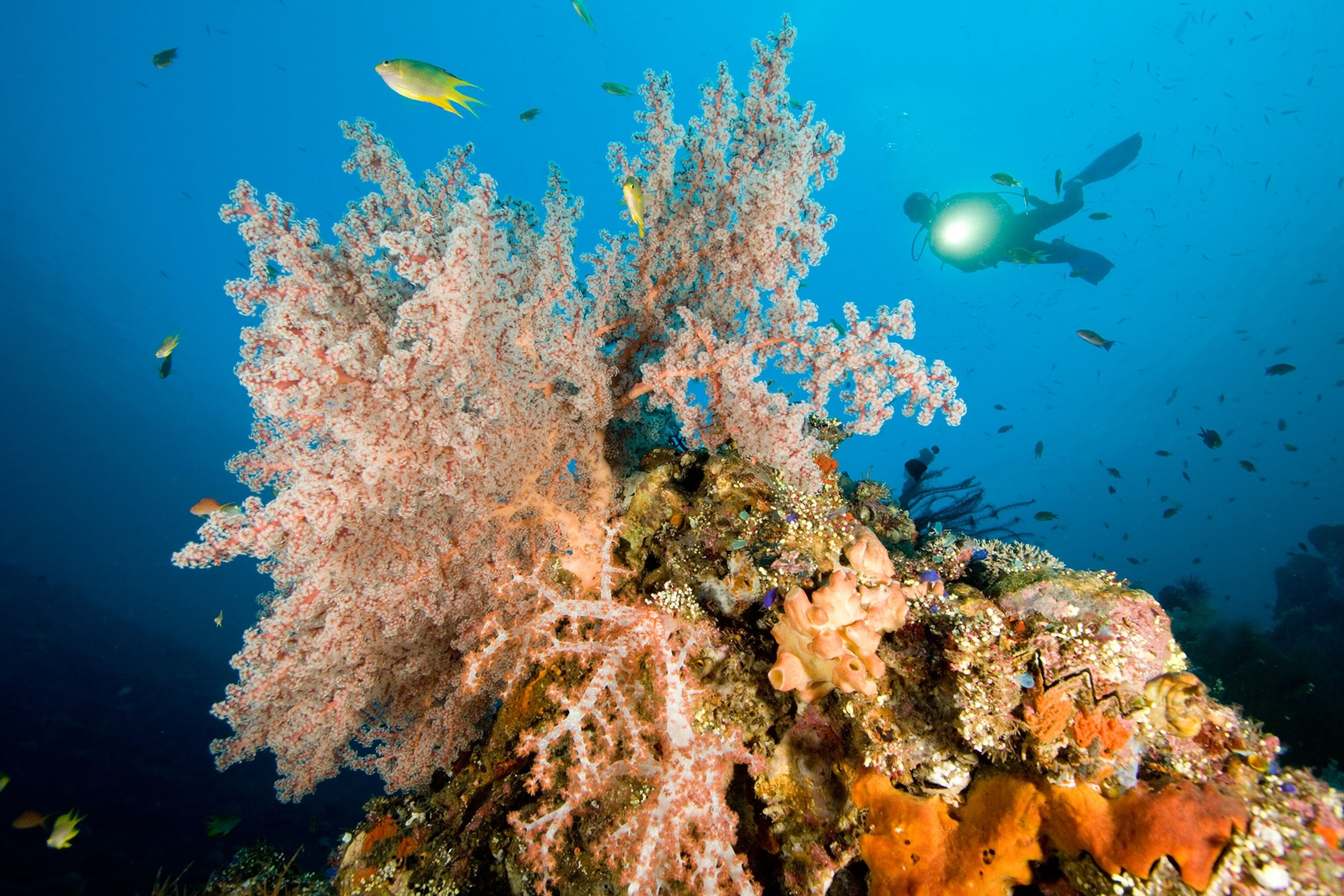 soft corals and schools of fish on a reef in Bali