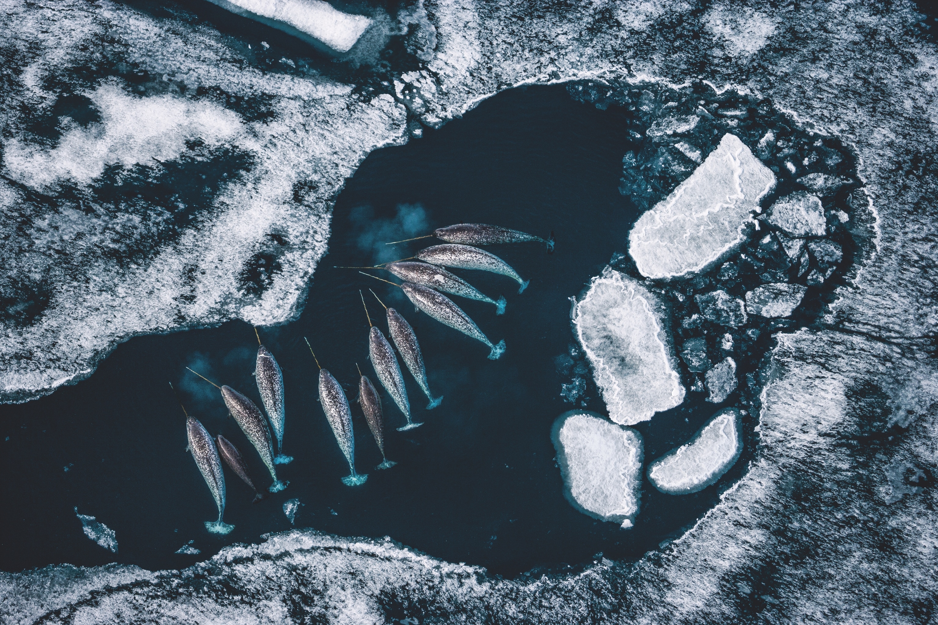 An aerial view of narwhals swimming in water with ice.