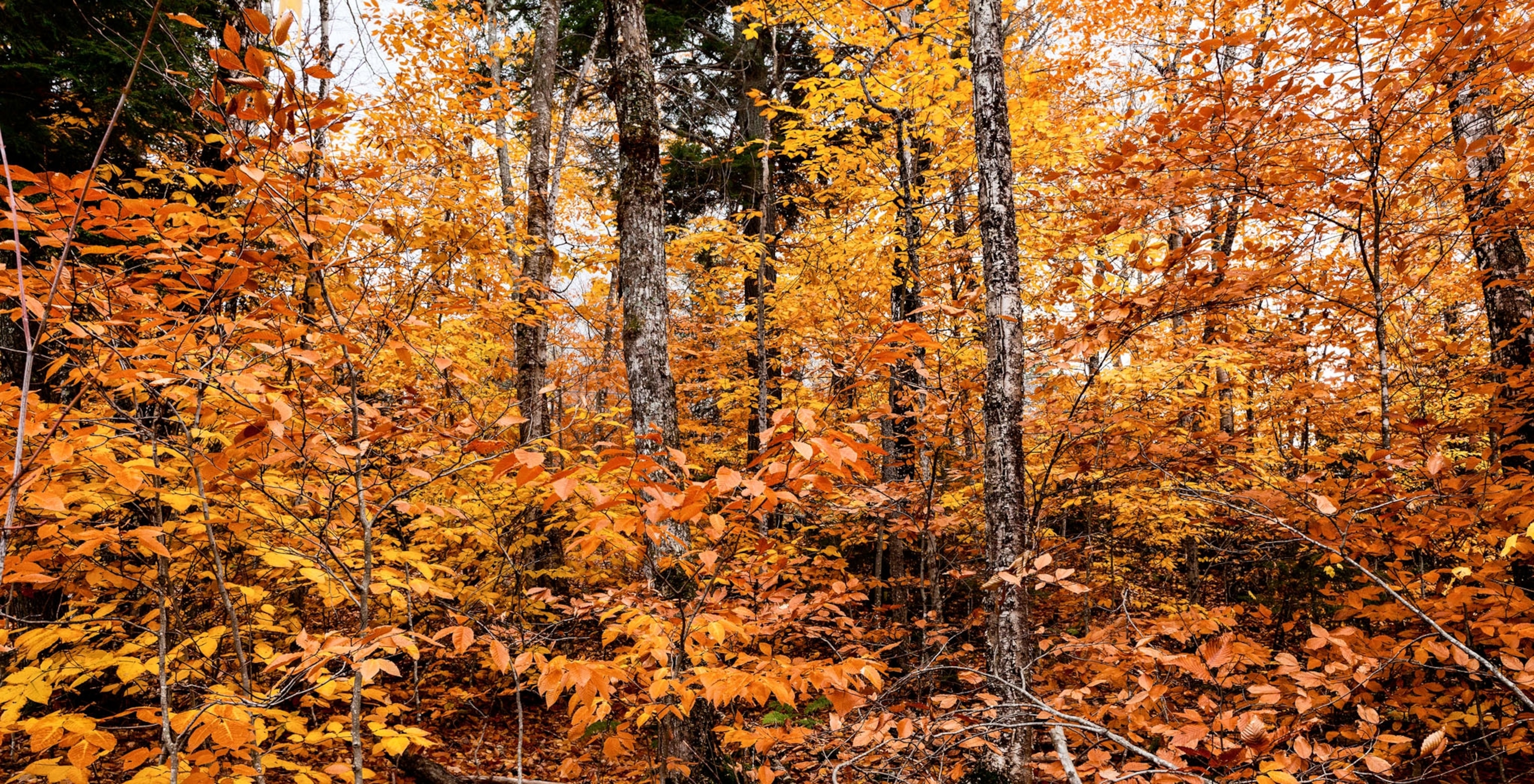 Picture of autumn forest with golden foliage.