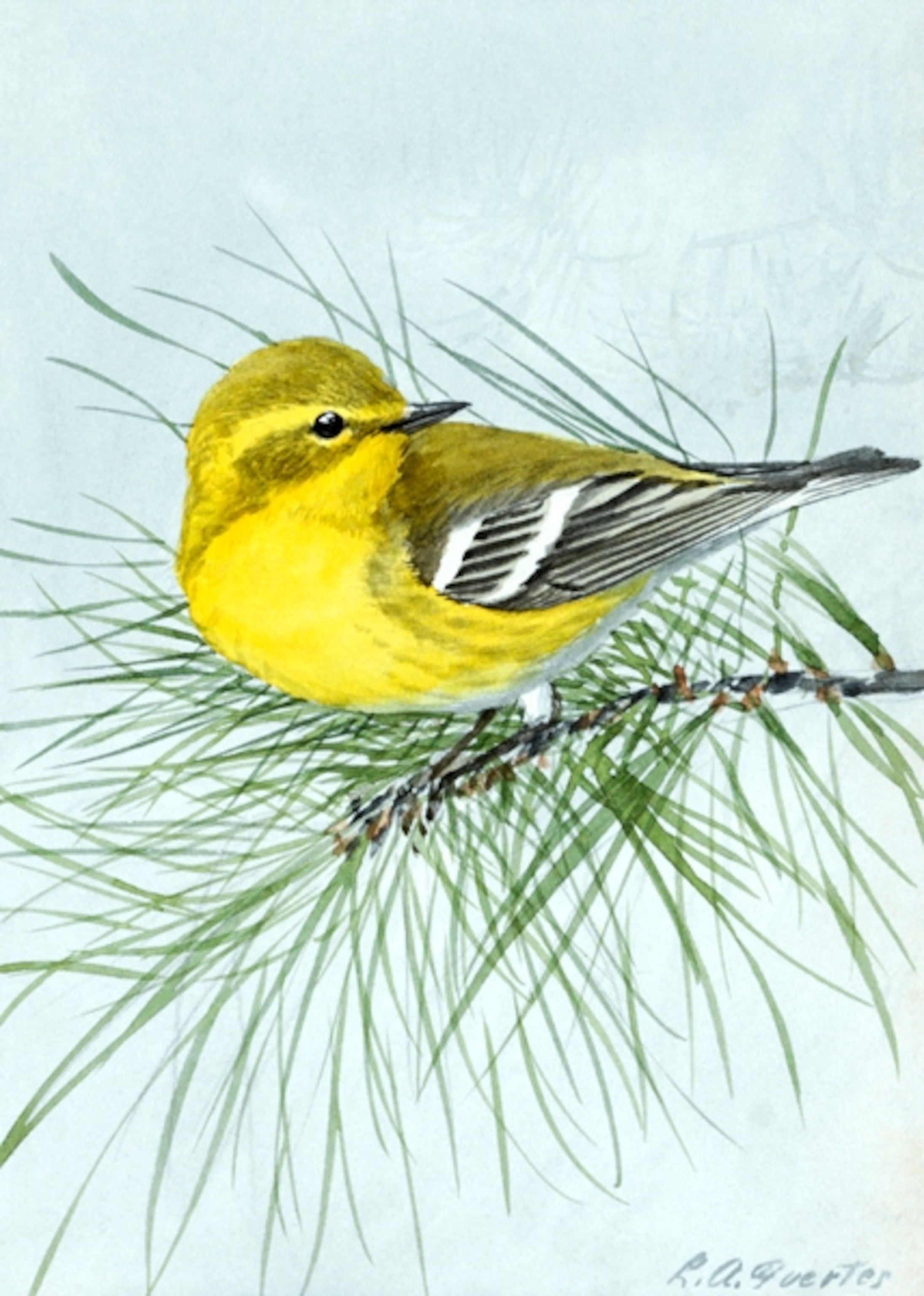 Illustration: Perched pine warbler