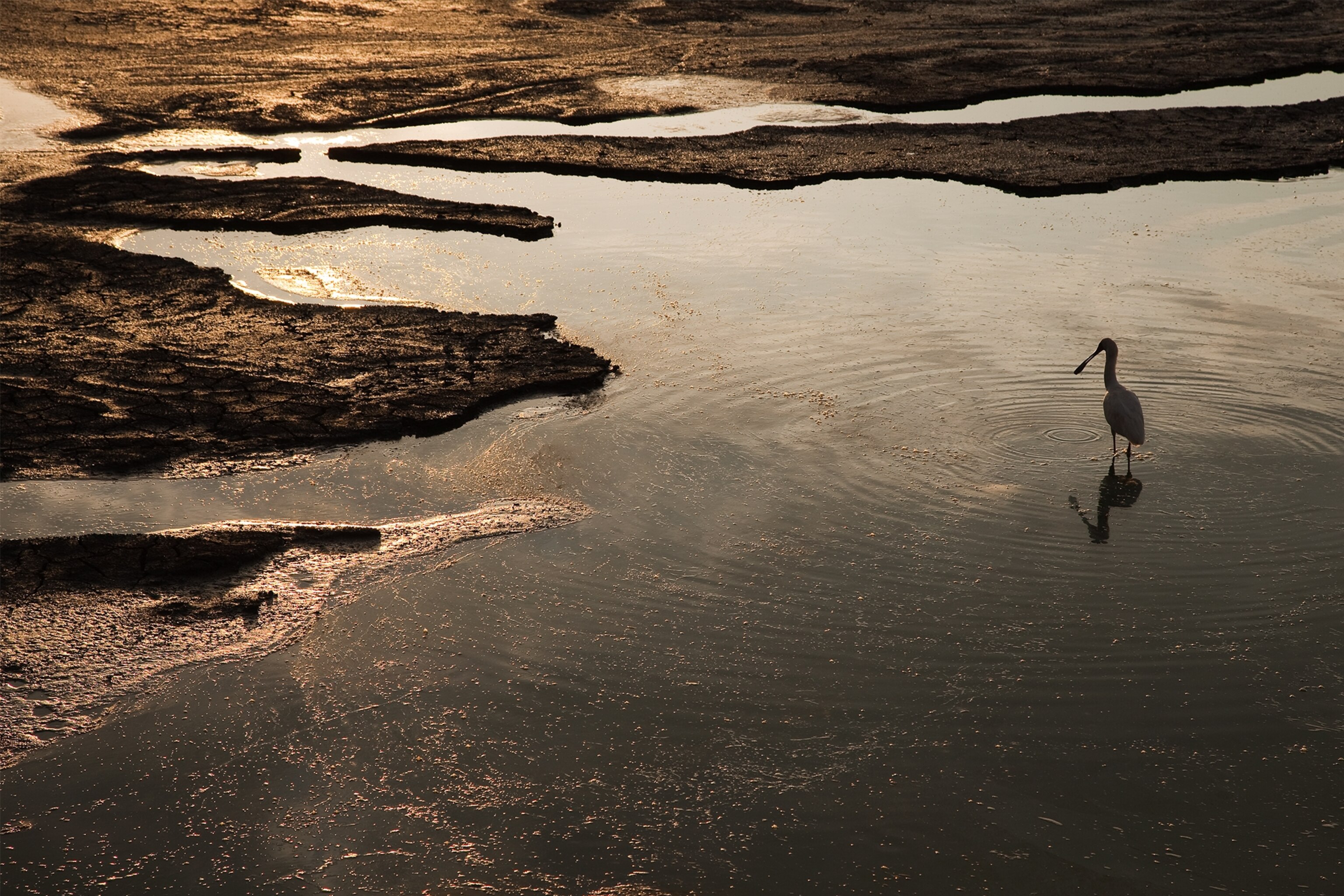 a Madagascar Fish Eagle with a fish.
