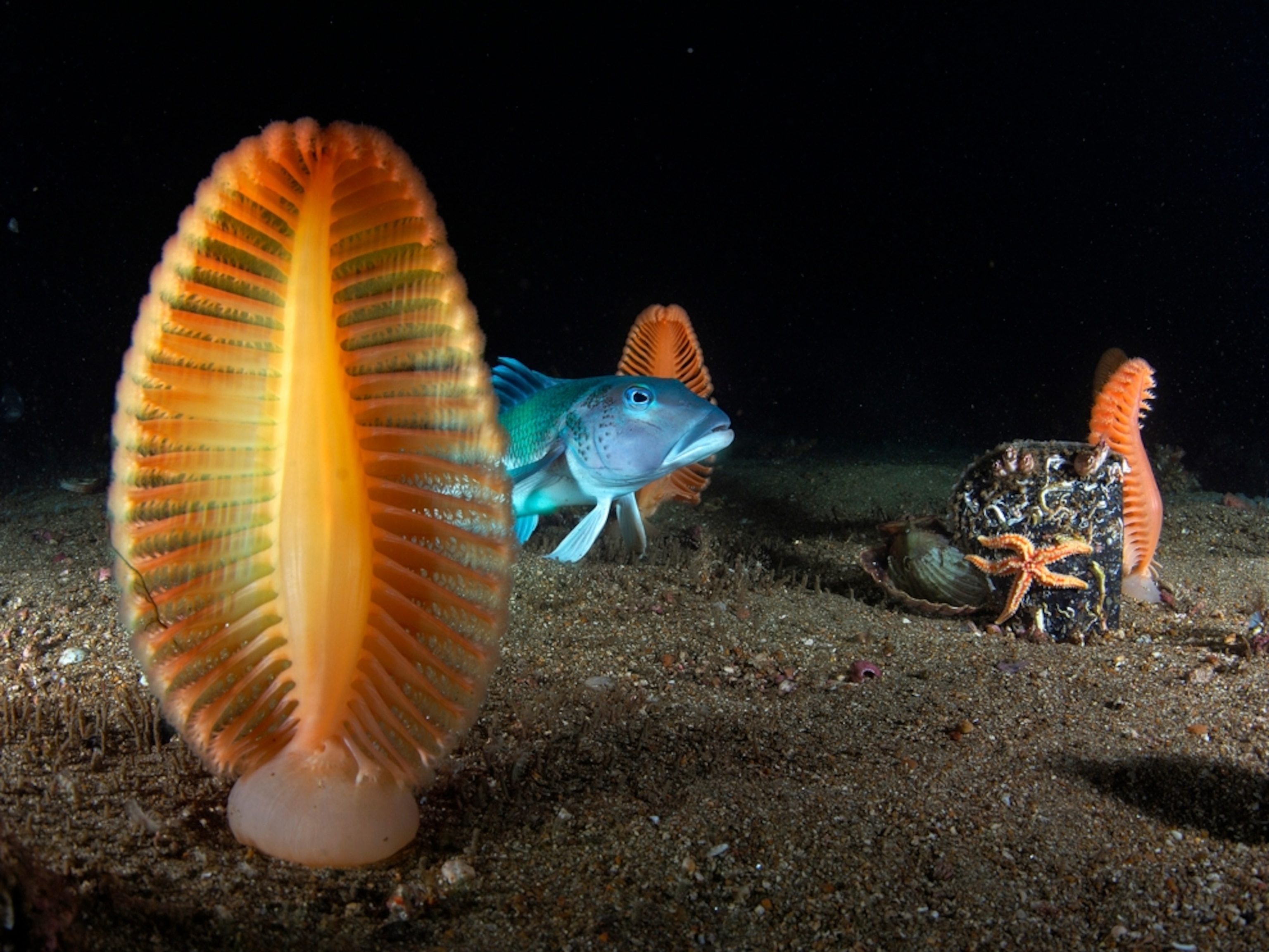 Blue cod and sea pens underwater