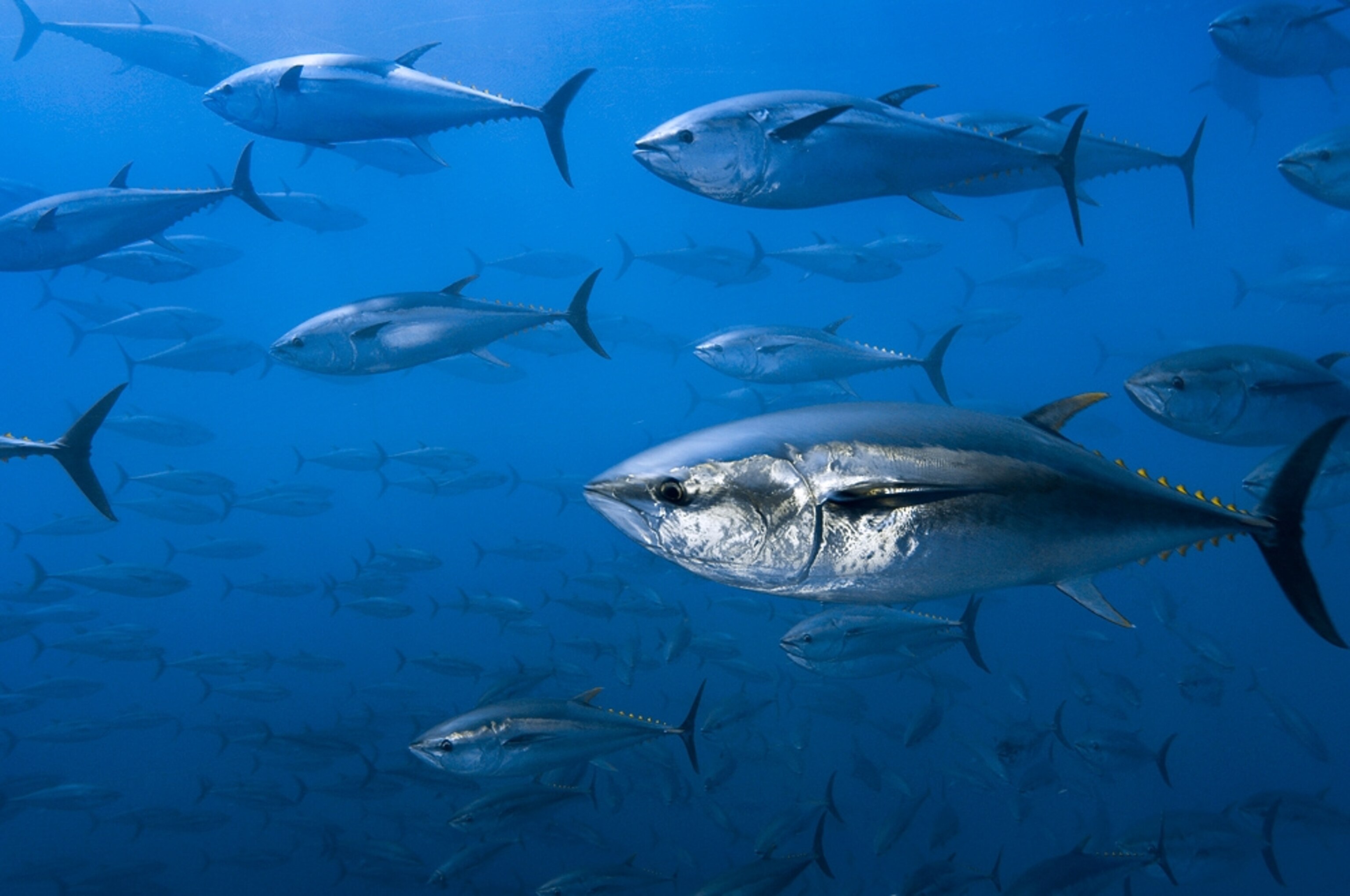 Bluefin tuna—a species potentially threatened by the Gulf of Mexico oil spill—swim in an open-ocean pen.