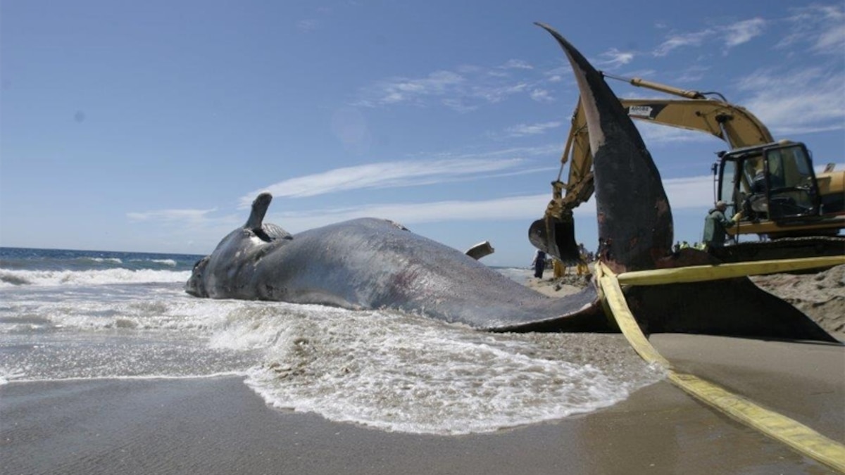 blue whale chewing tobacco Biography Of A Blue Whale, Told Through Ear Wax