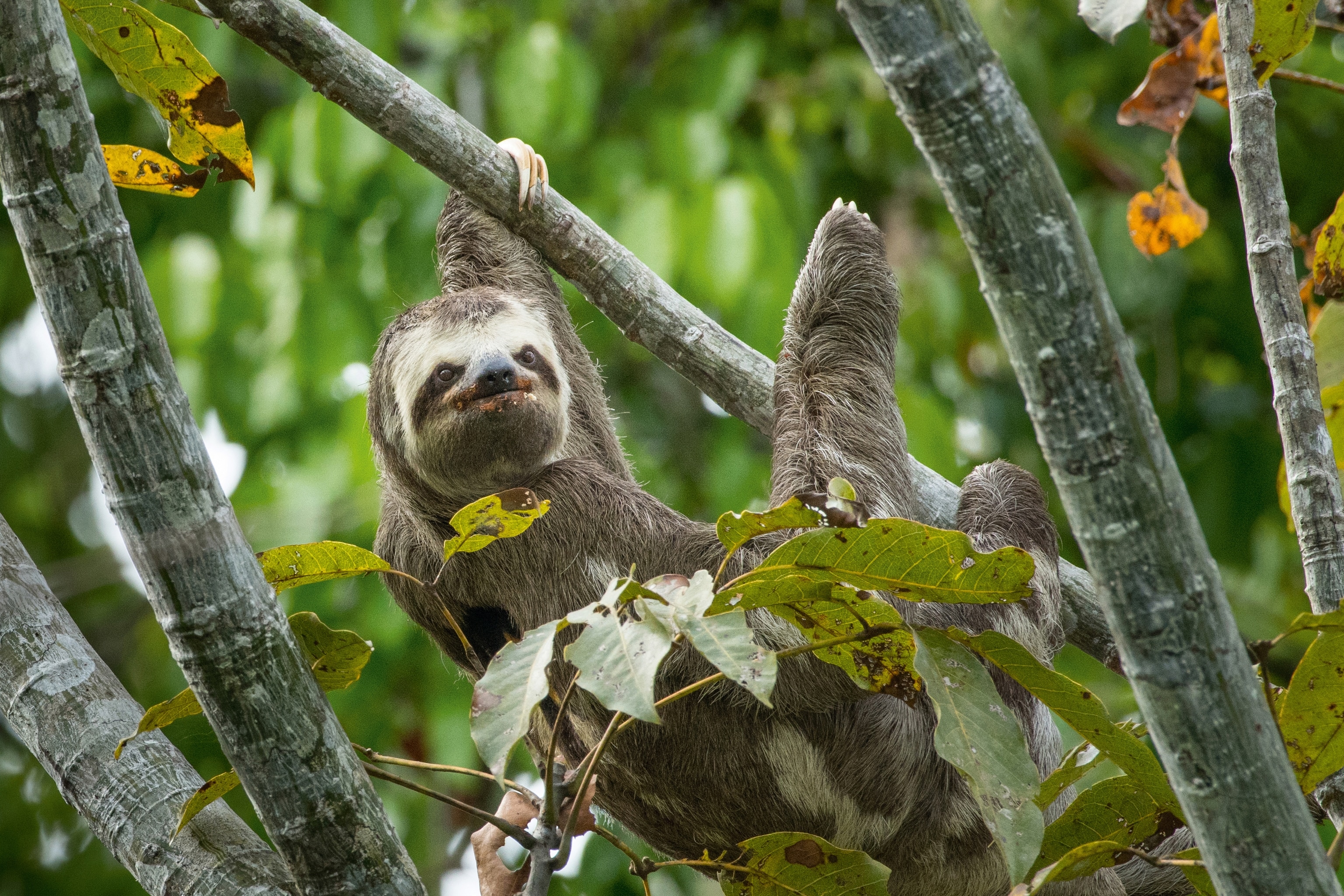 Sloth eating food while hanging from tree branch