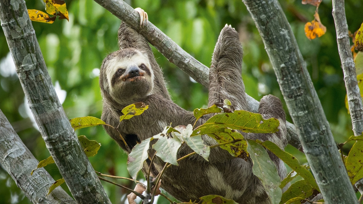 Want to See a Sloth? Here's How to Do it Responsibly