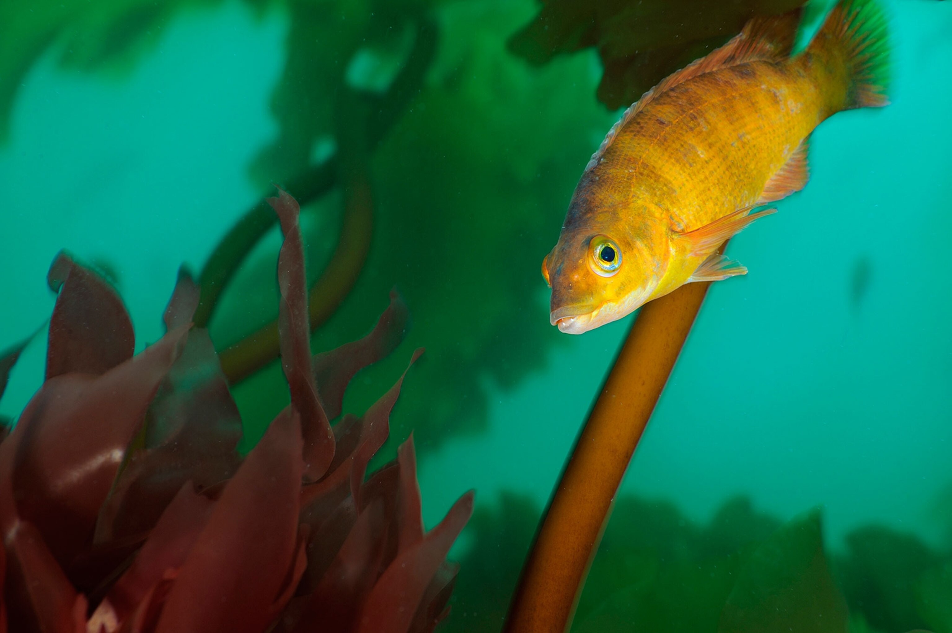 fish in cashes ledge