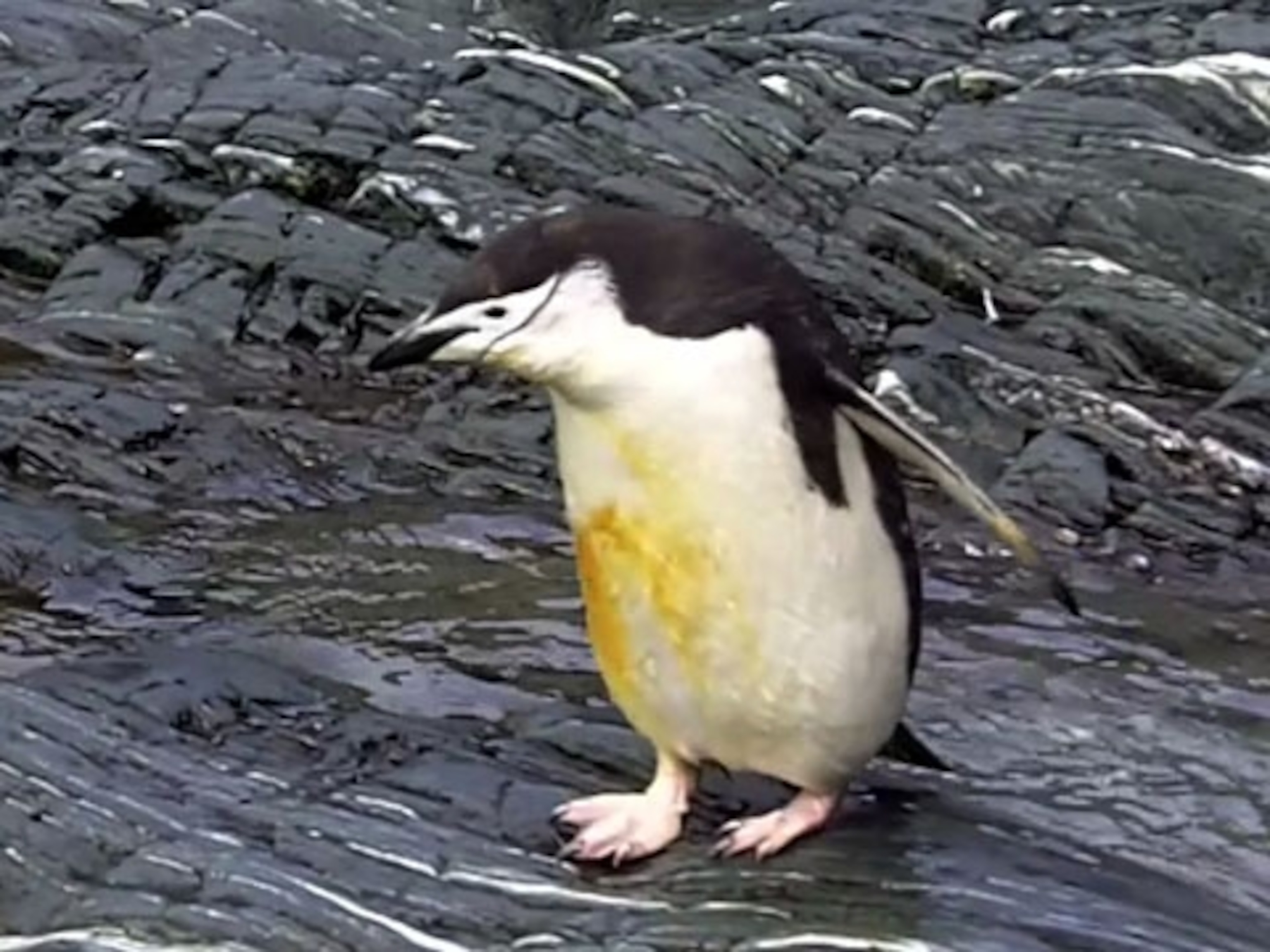 Chinstrap Penguin Poop