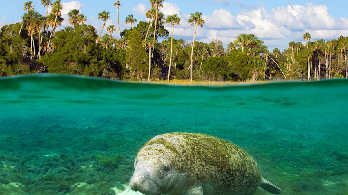 Florida's Pristine Parks Crystal River National Wildlife Refuge National Geographic