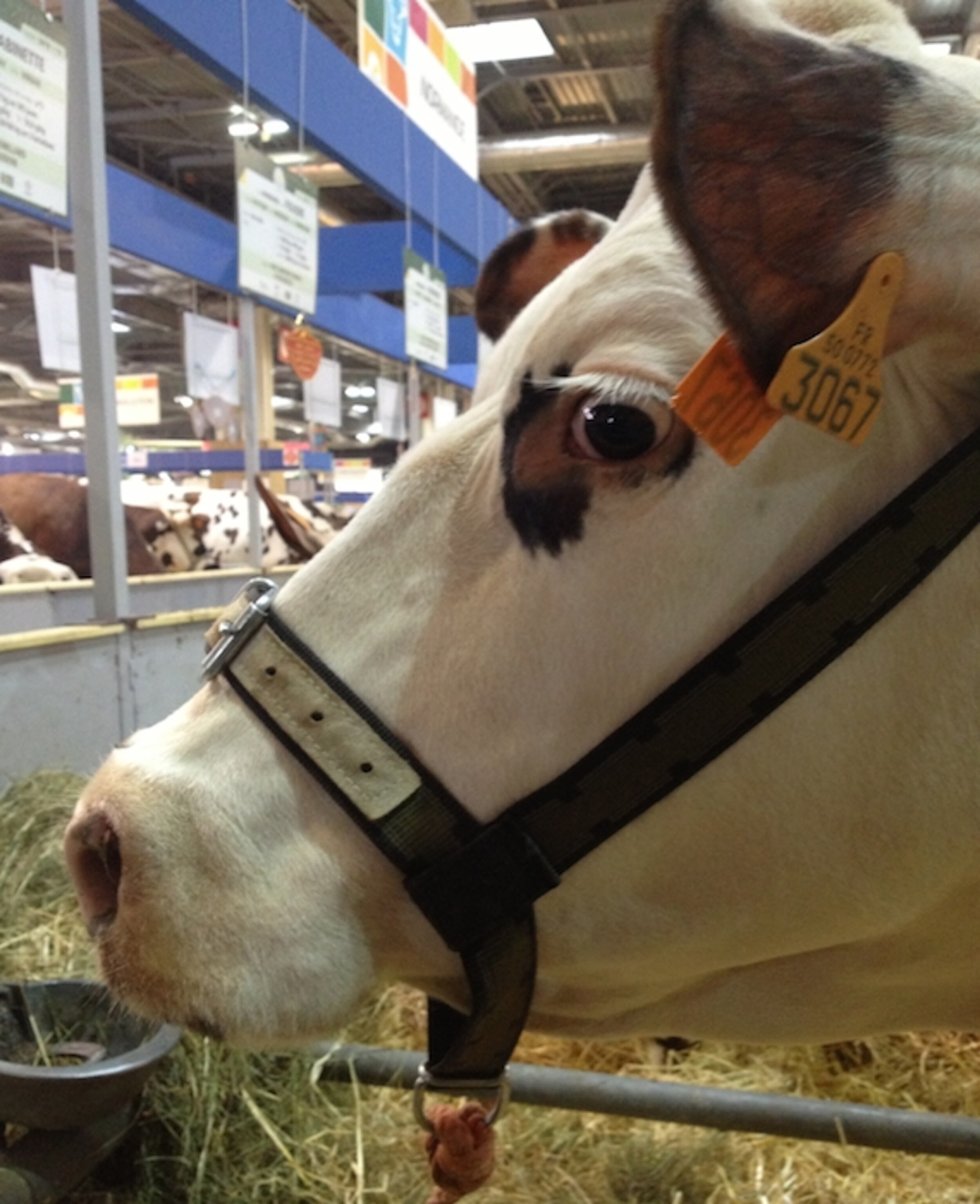 a cow from Normandy.