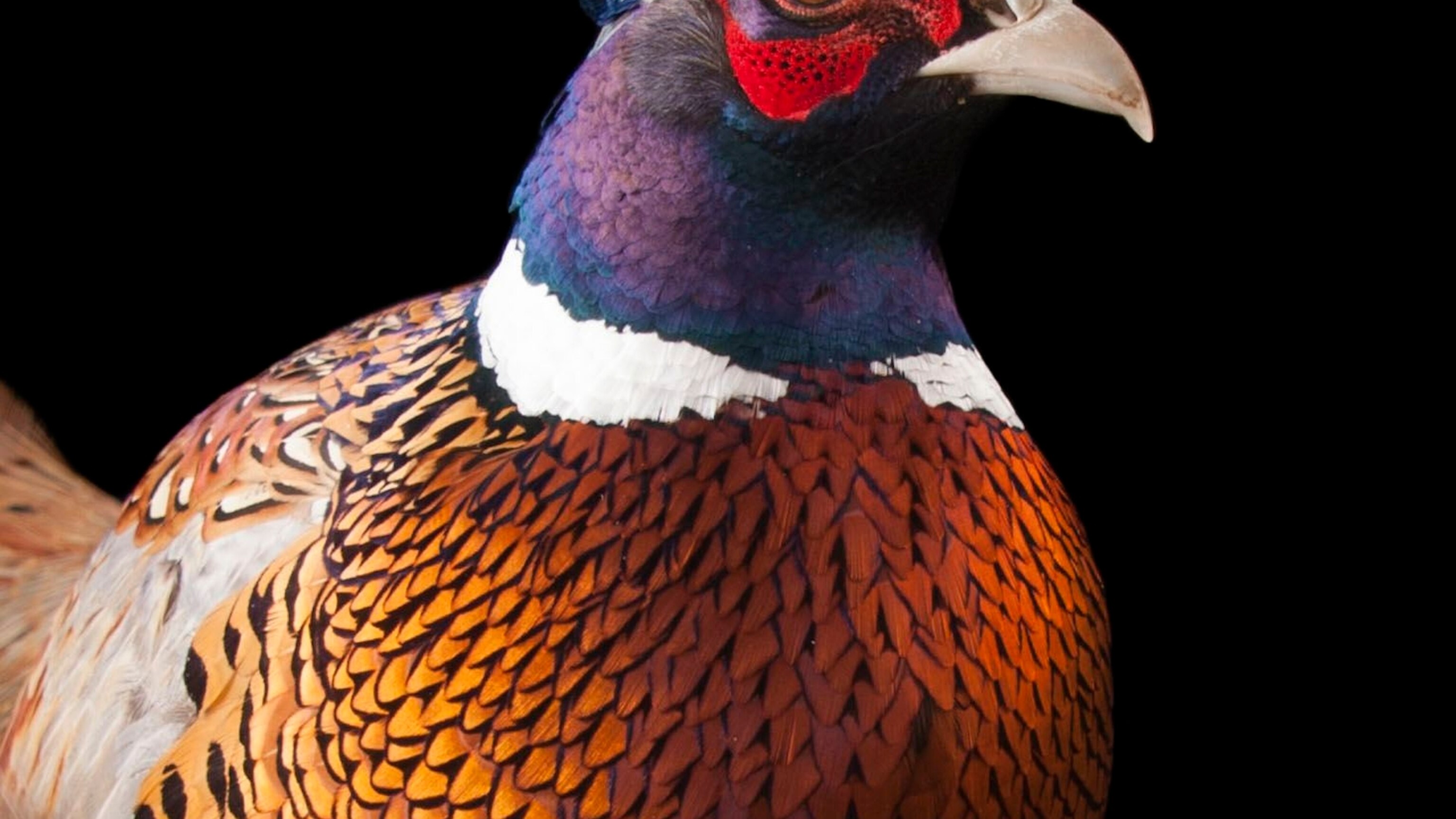 Common Pheasant | National Geographic