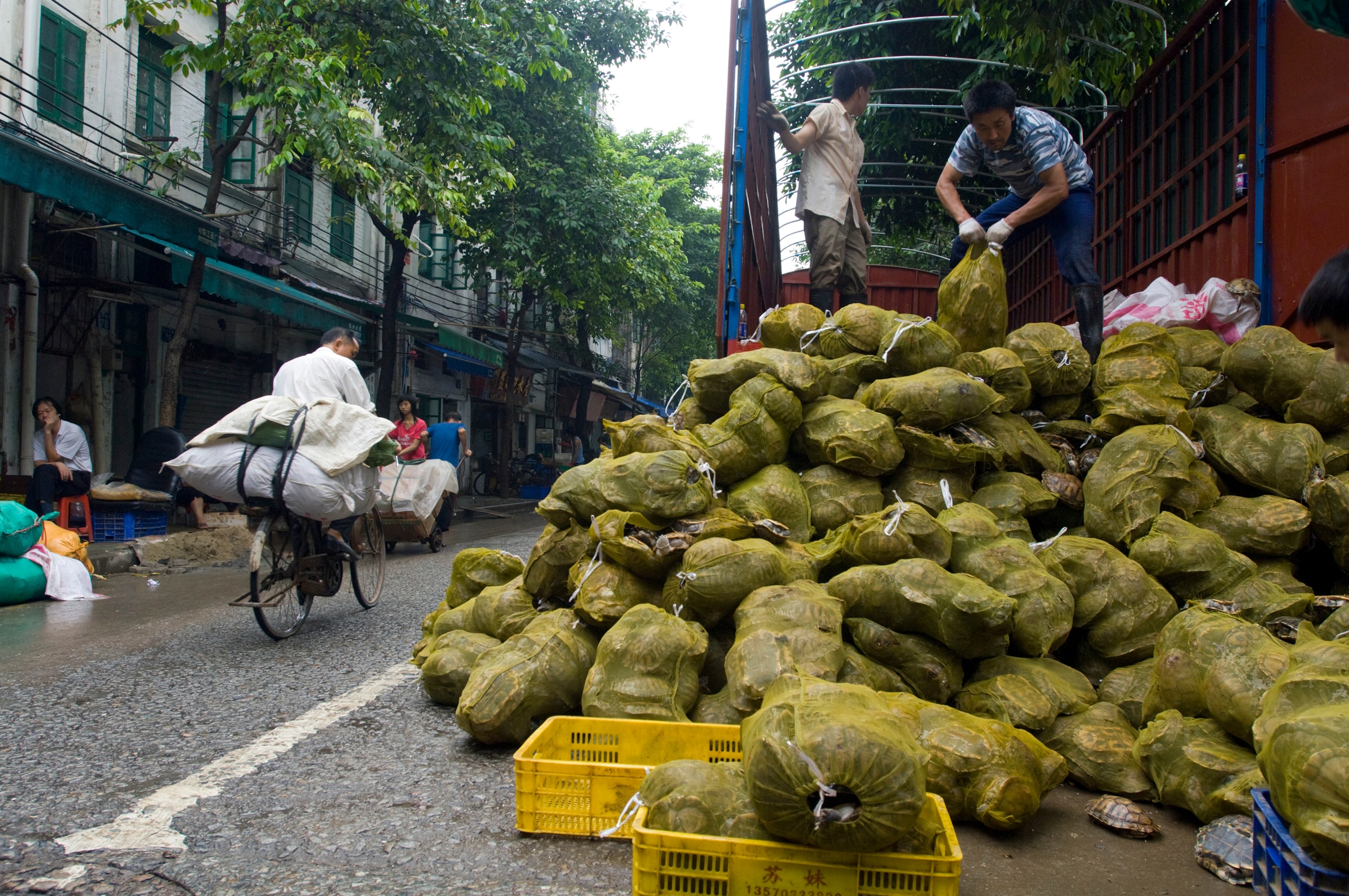 turtles being unloaded from a truck in Guangzhou, China