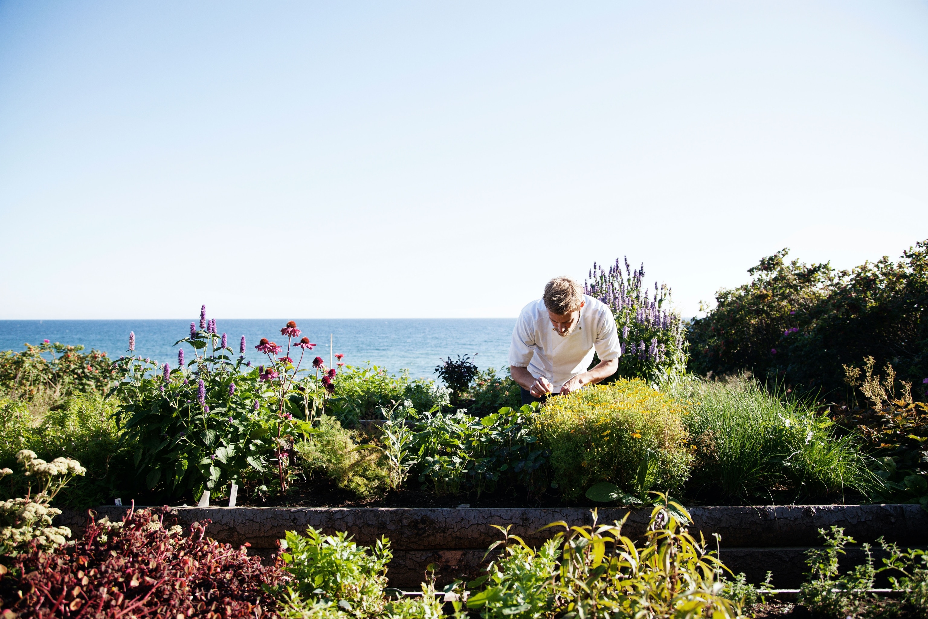 chef picking fresh herbs from seafront garden