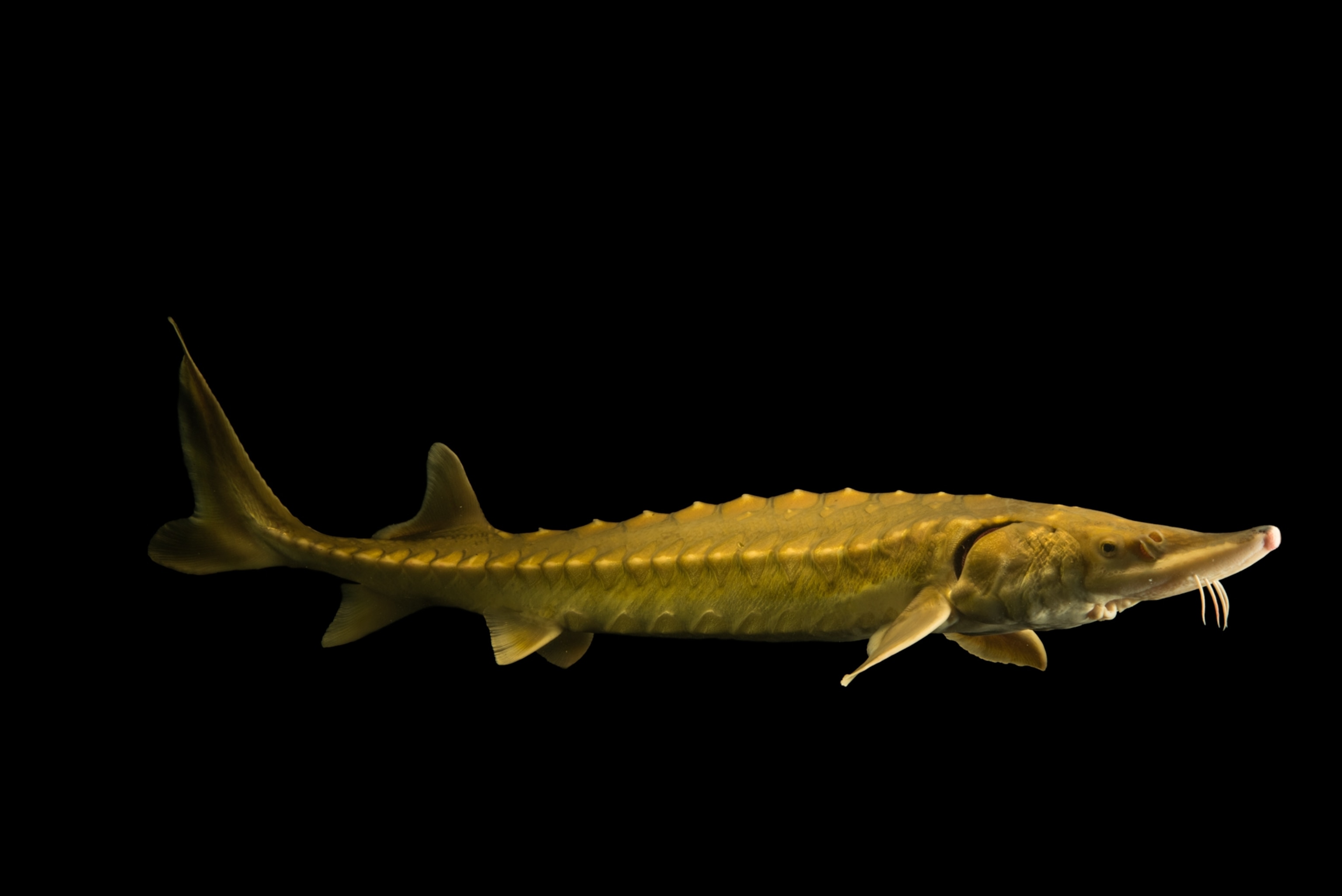 A golden sturgeon swimming against a solid black background. Its elongated body and textured scales are highlighted.