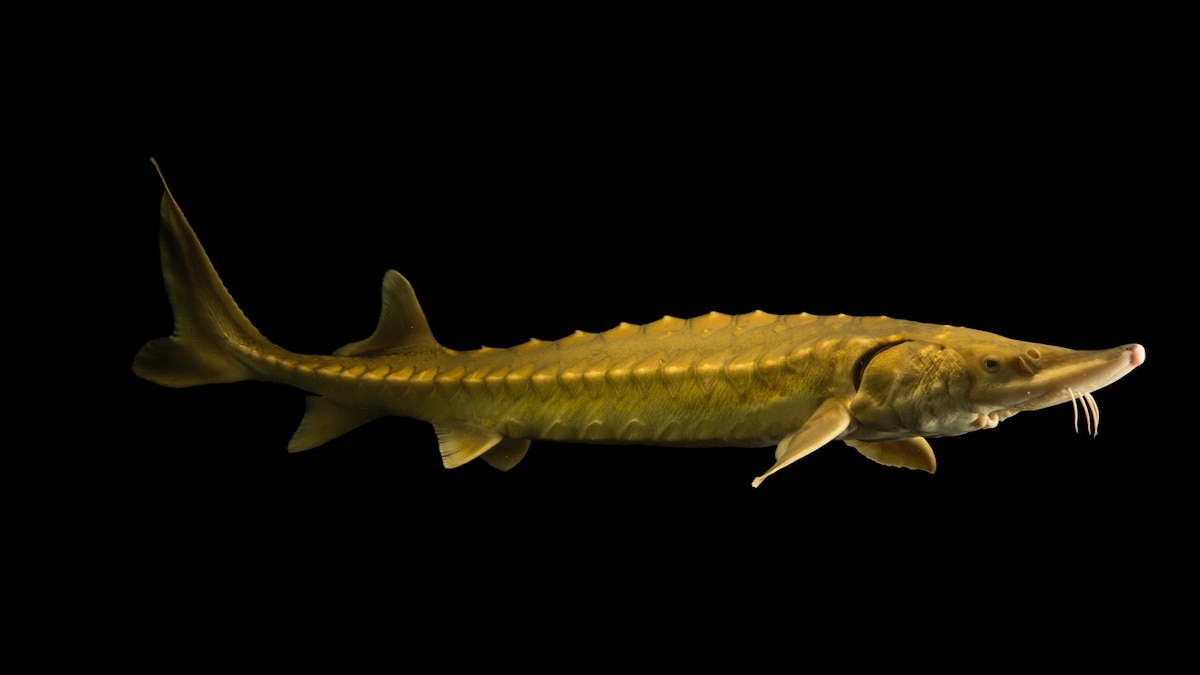 Researchers record the first known noises from this prehistoric fish