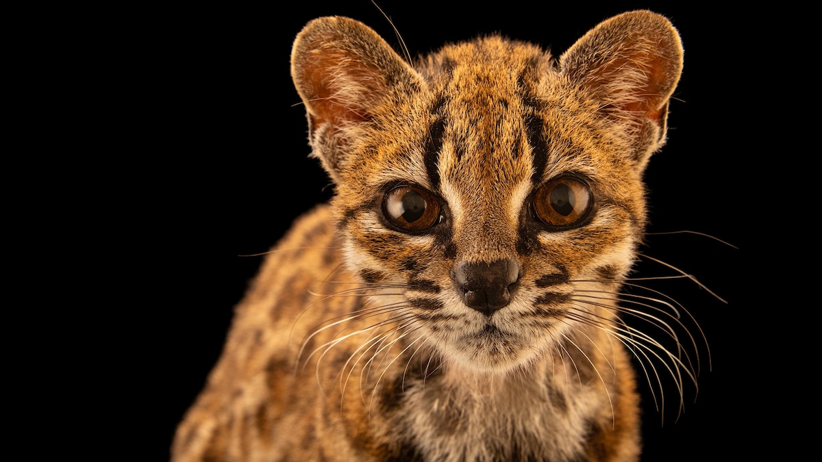 Conozca la primera nueva especie de micho descubierta en 100 abriles Conozca la primera nueva especie de micho descubierta en 100 abriles
