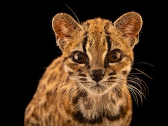 Image 6: Meet the First New Cat Species Discovered in 100 Years