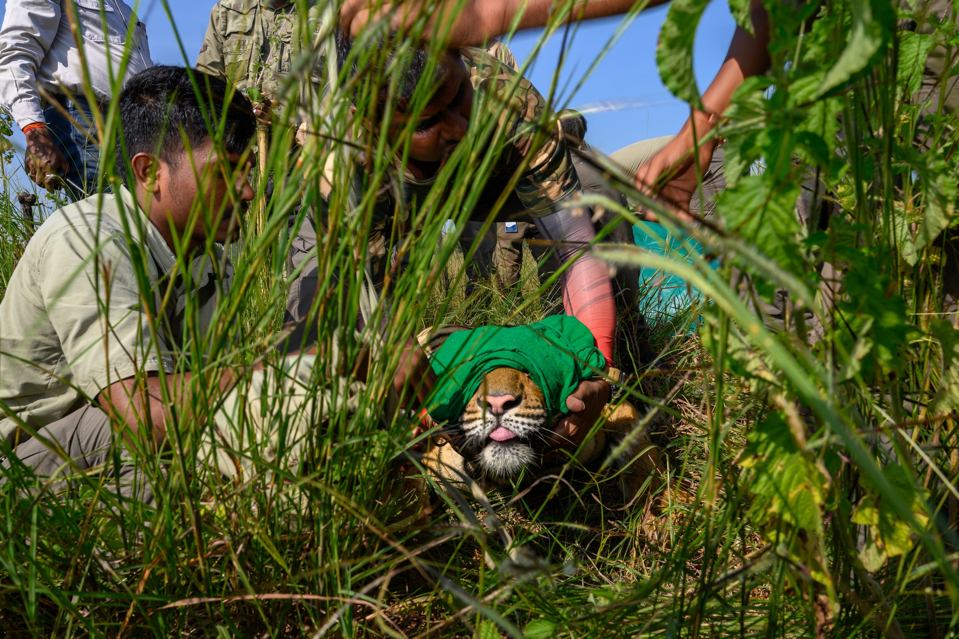 A tiger being tended too by several researchers with green facbric covering the eyes of the tiger.