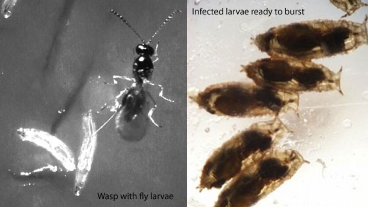 Flies drink alcohol to medicate themselves against wasp infections