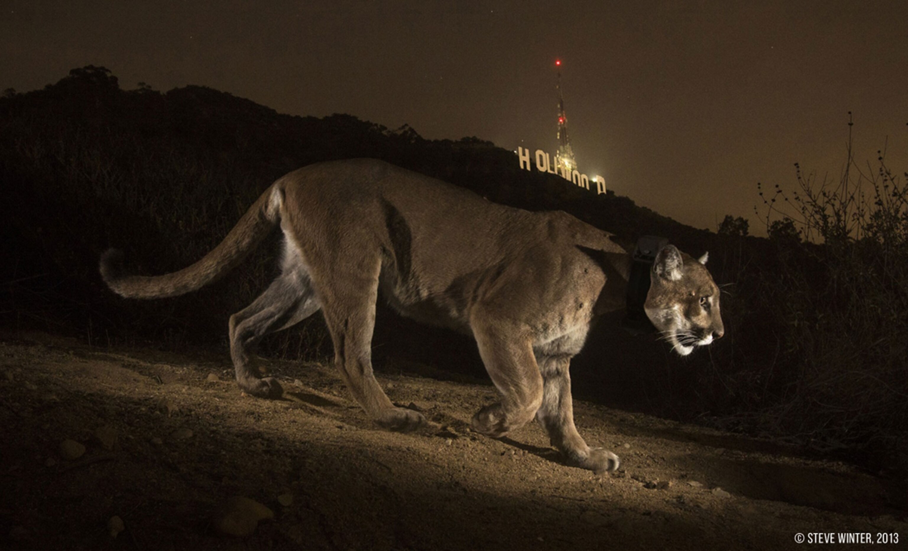 big cat with Hollywood sign