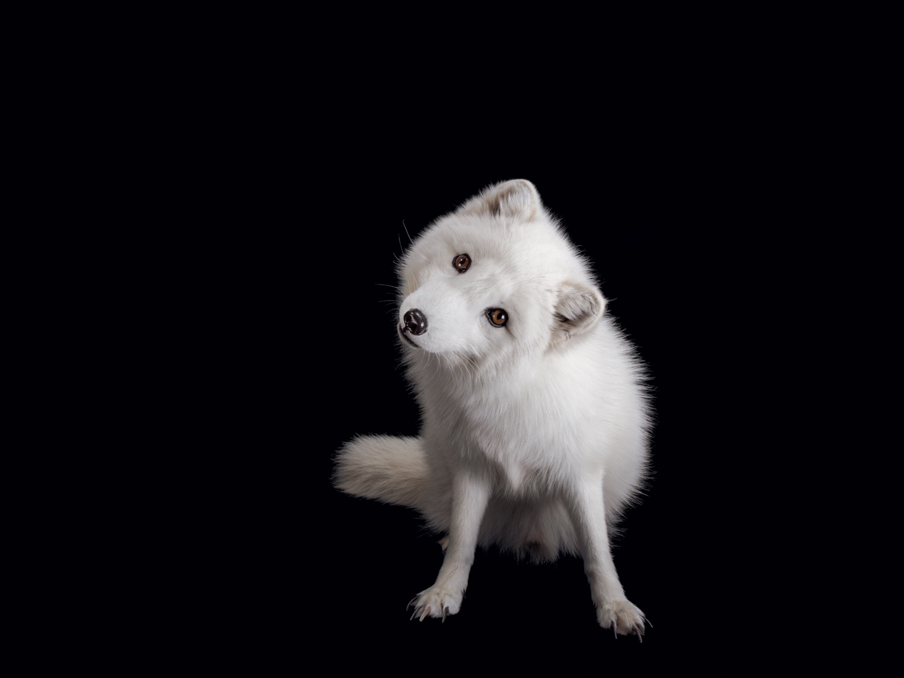 an Arctic fox