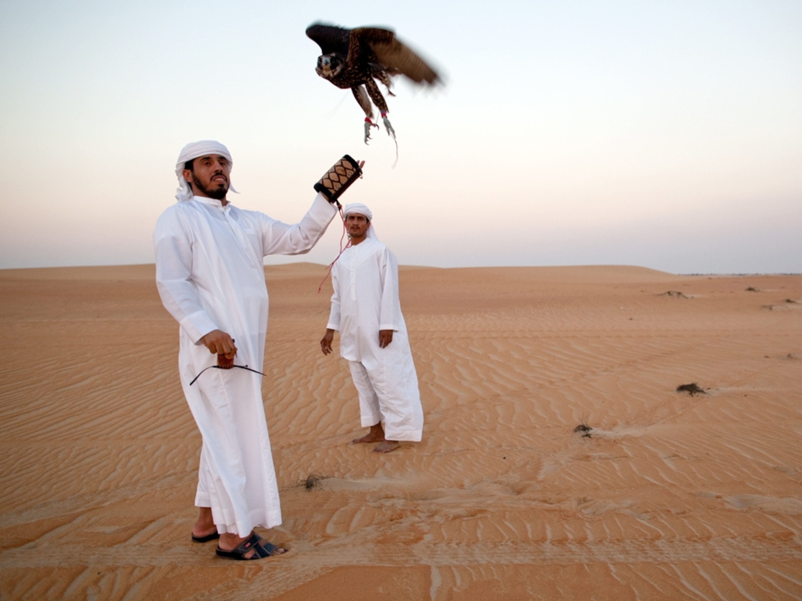 a falcon being released by Bedouin man