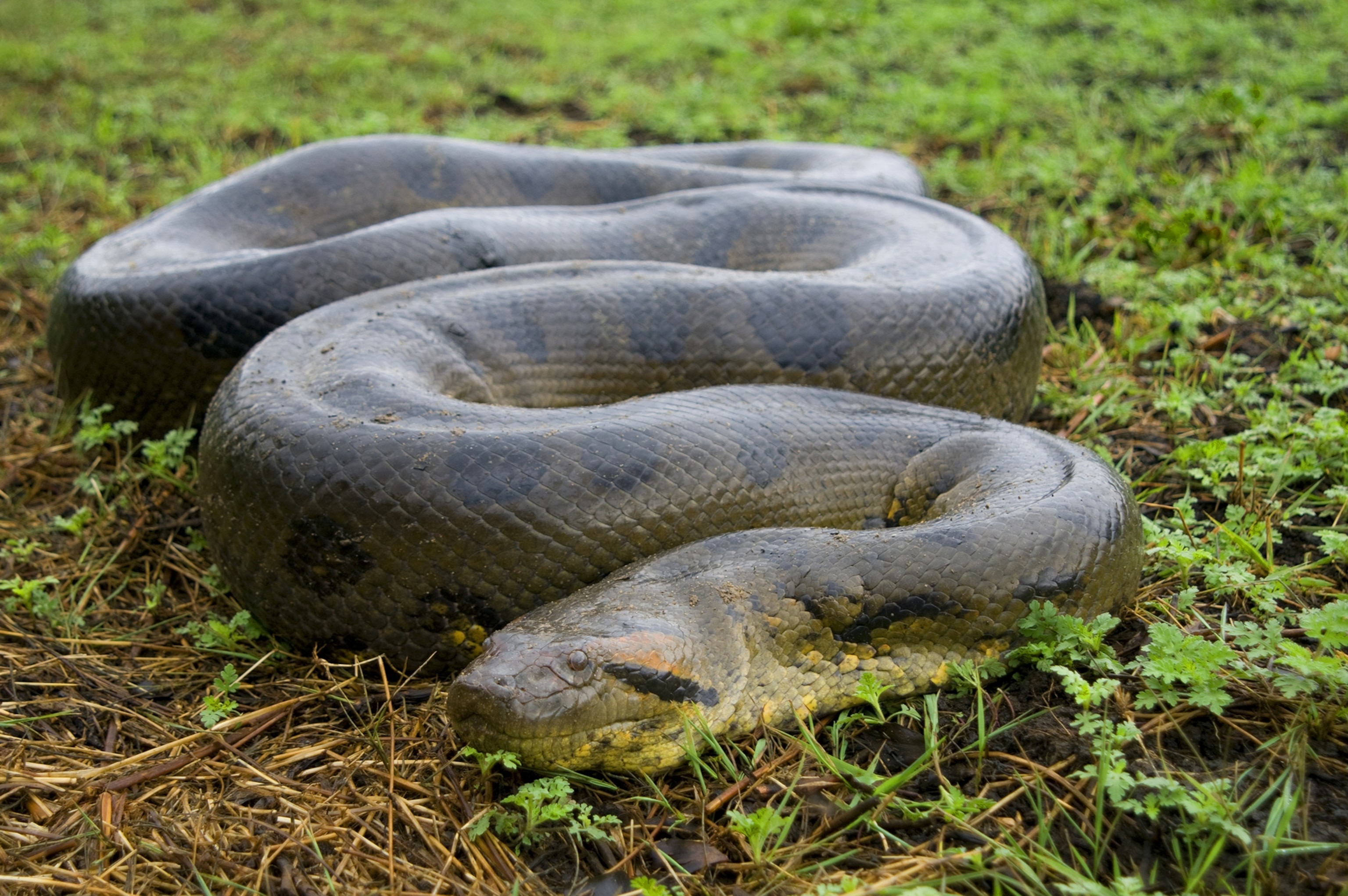 dangerous snakes anaconda