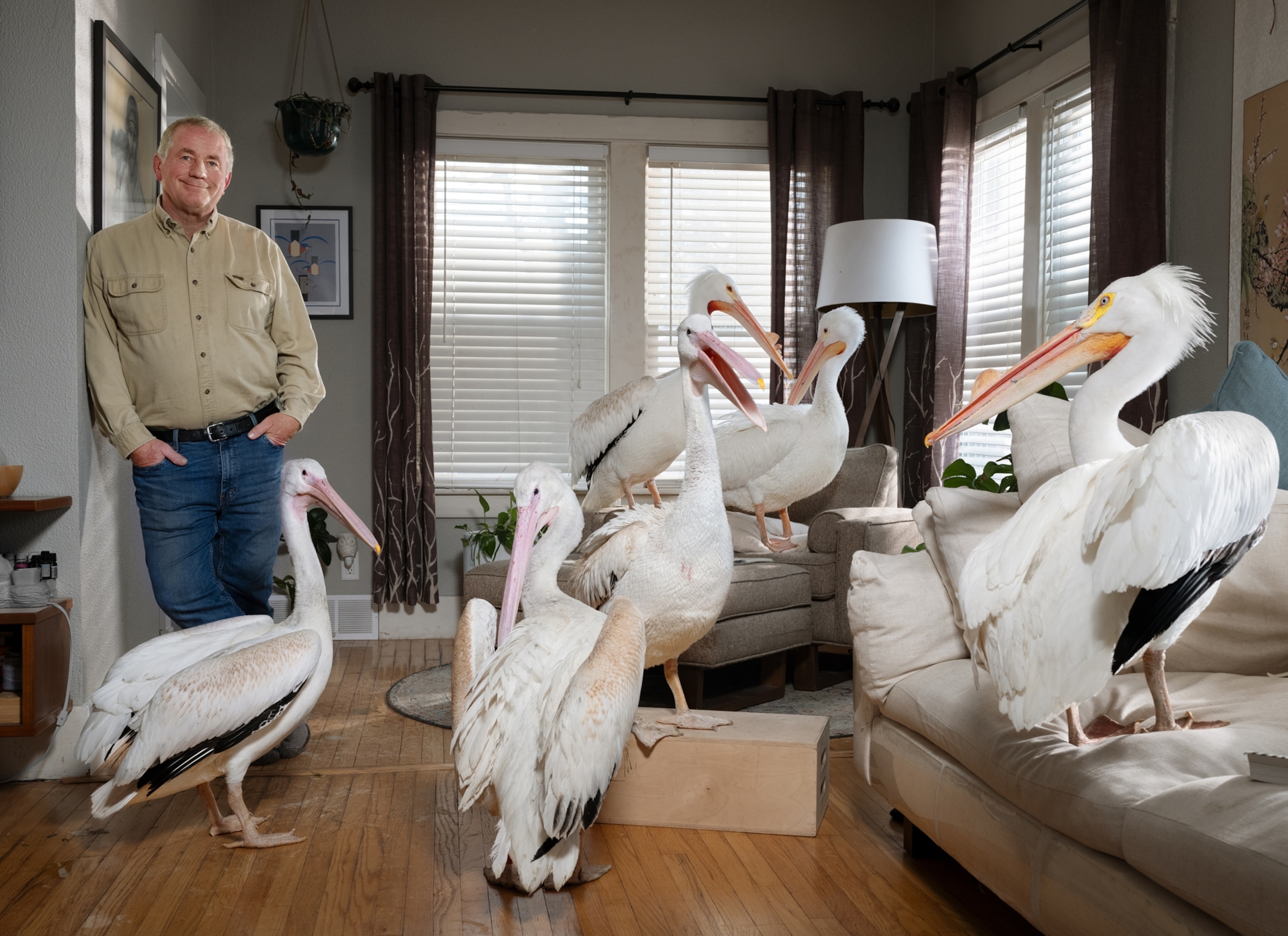 A man stands and leans against the wall in a living room. Inside the living room with him are 6 pelicans standing across the floor and couches.