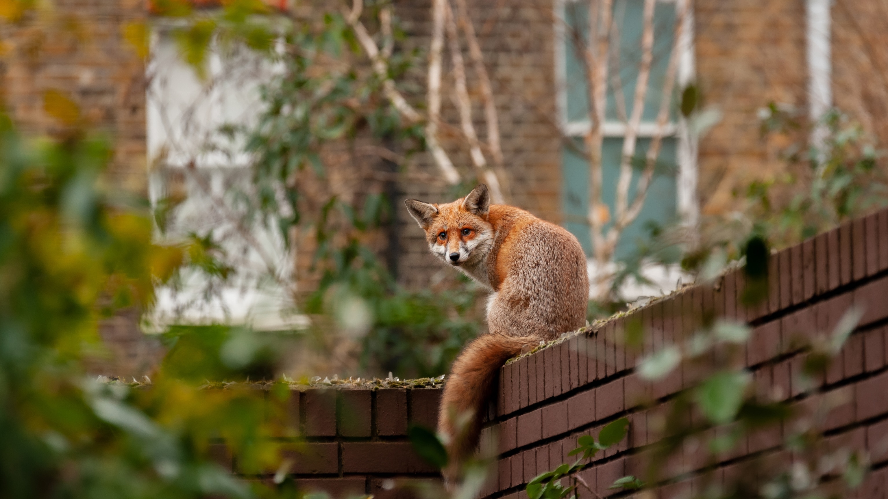 Are foxes becoming domesticated?