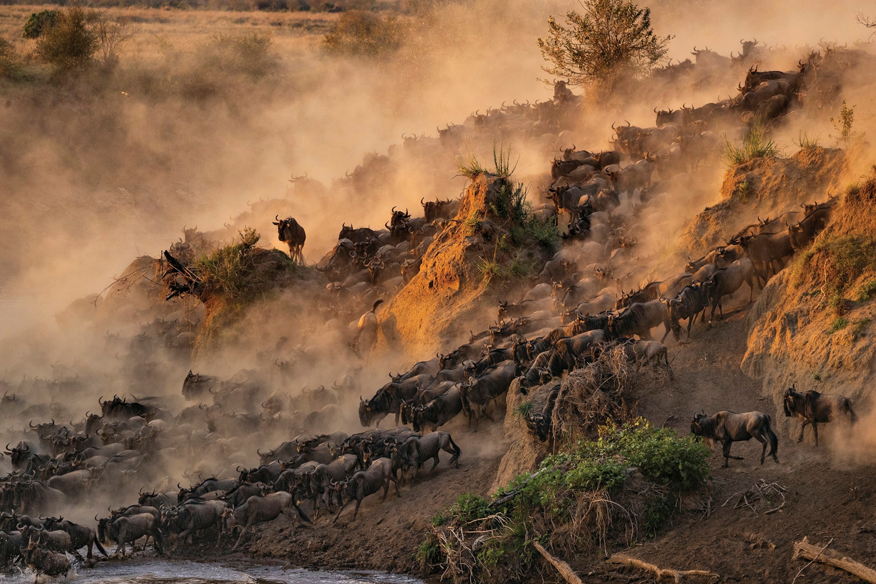 Groups of wildebeests begin crossing a river, clouds of red-brown dust are kicked up around them.