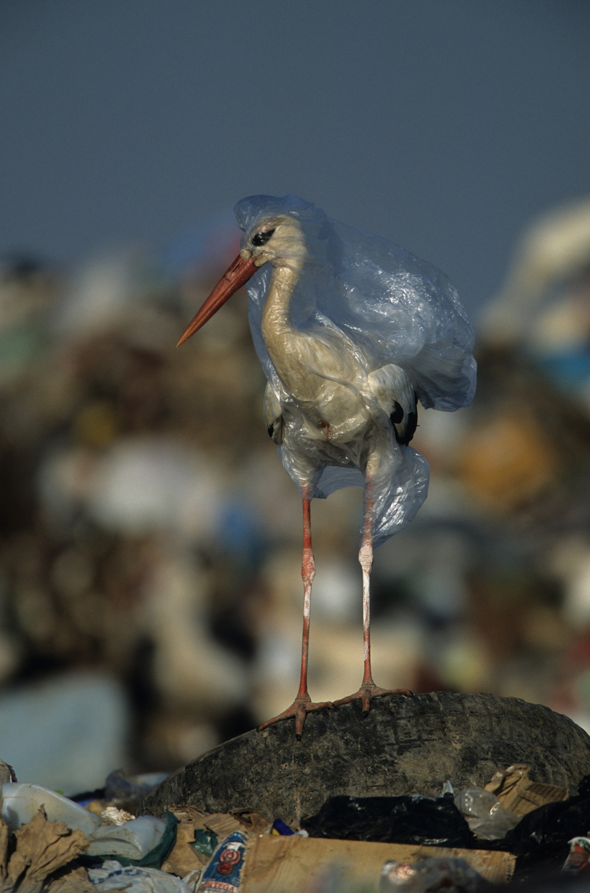 a white stork caught in plastic