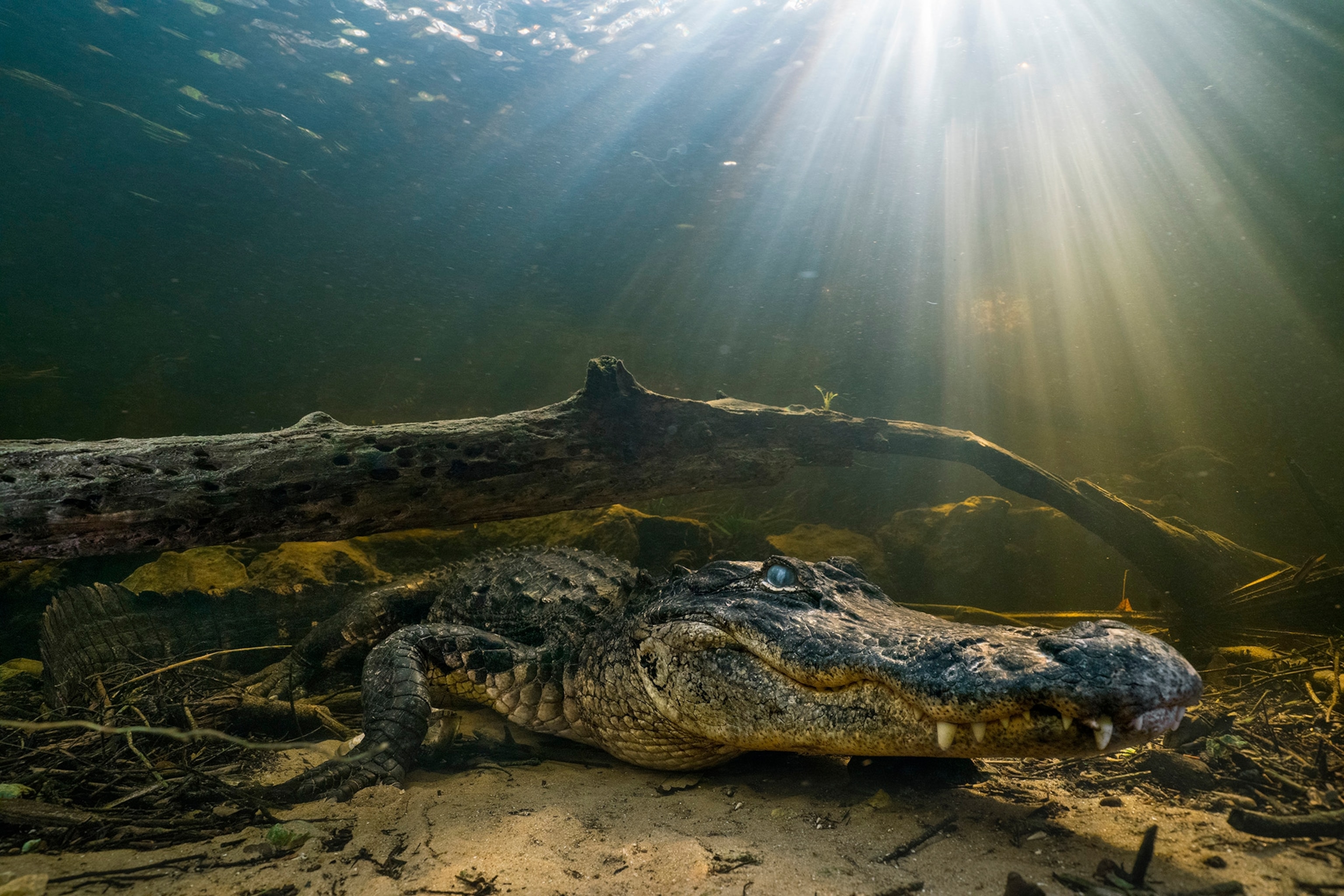 An alligator sits beneath a tree branch underwater, with sunlight streaming in from above.