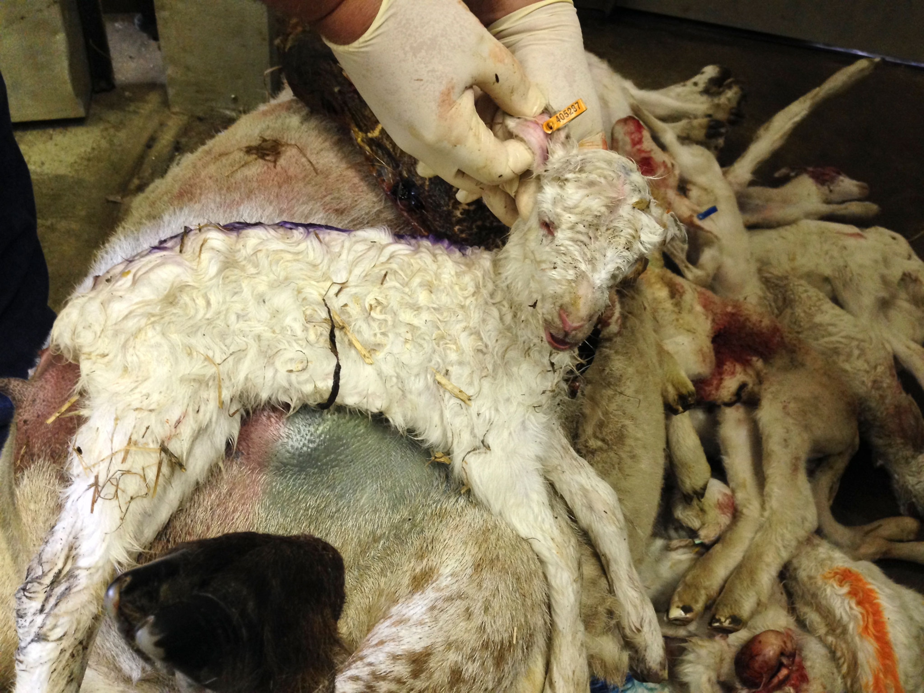 dead lamb