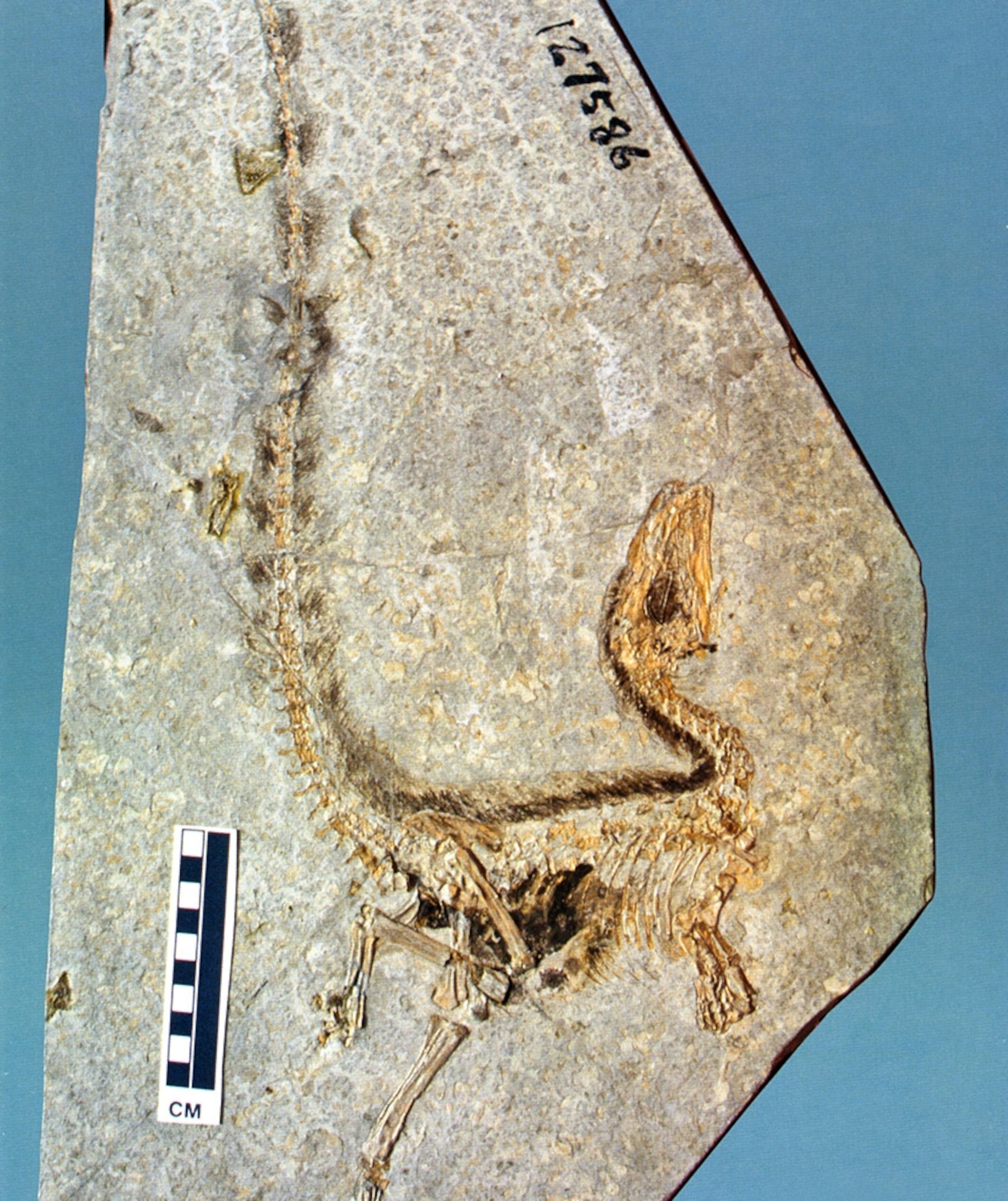 A photograph of fossilized dinosaur Sinosauropteryx, showing its striped tail