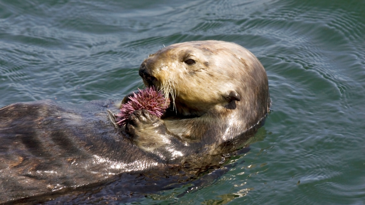 Sea Otters Strike a Blow for the Environment?