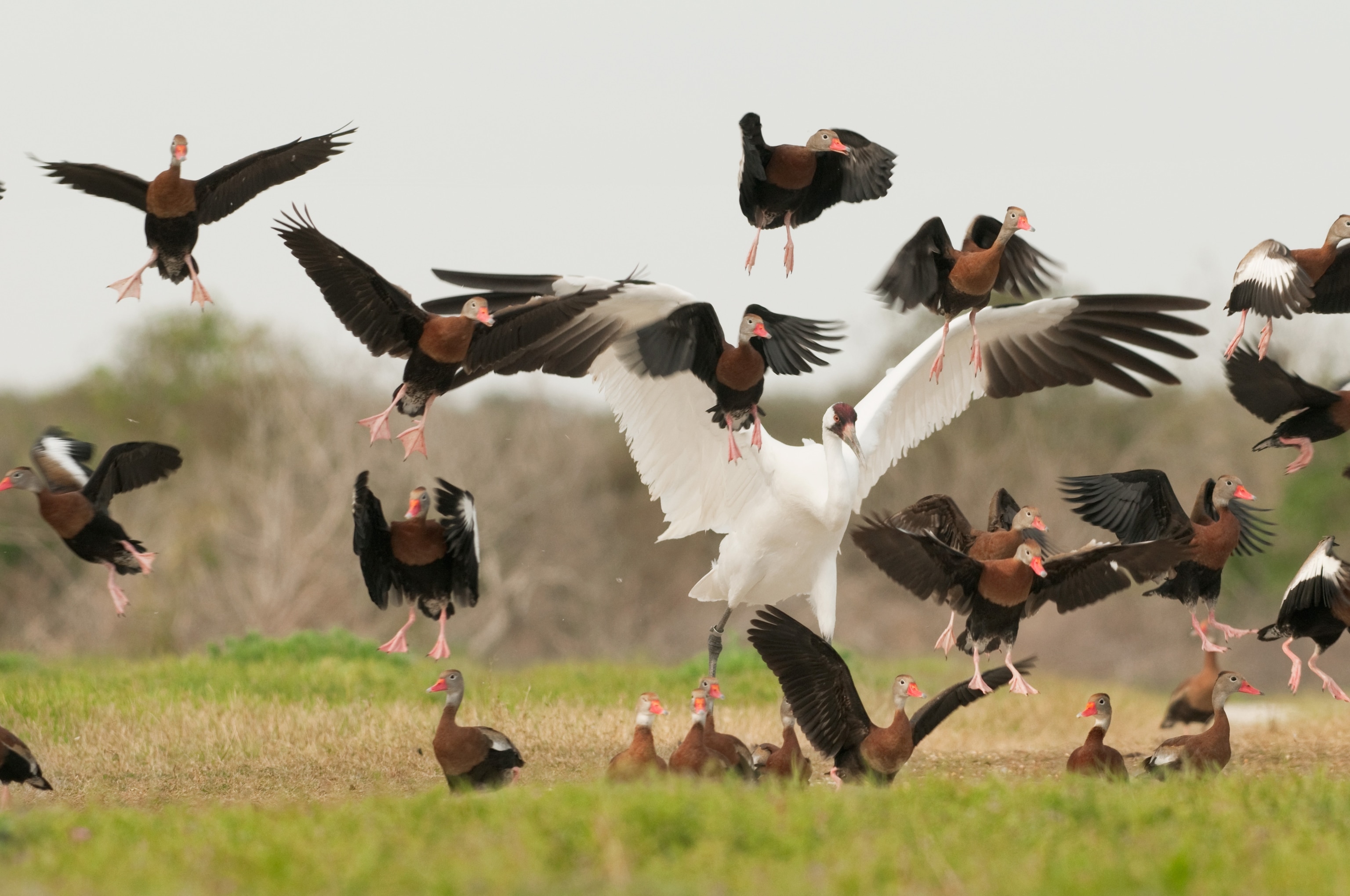 cranes scattering at a Texas ranch