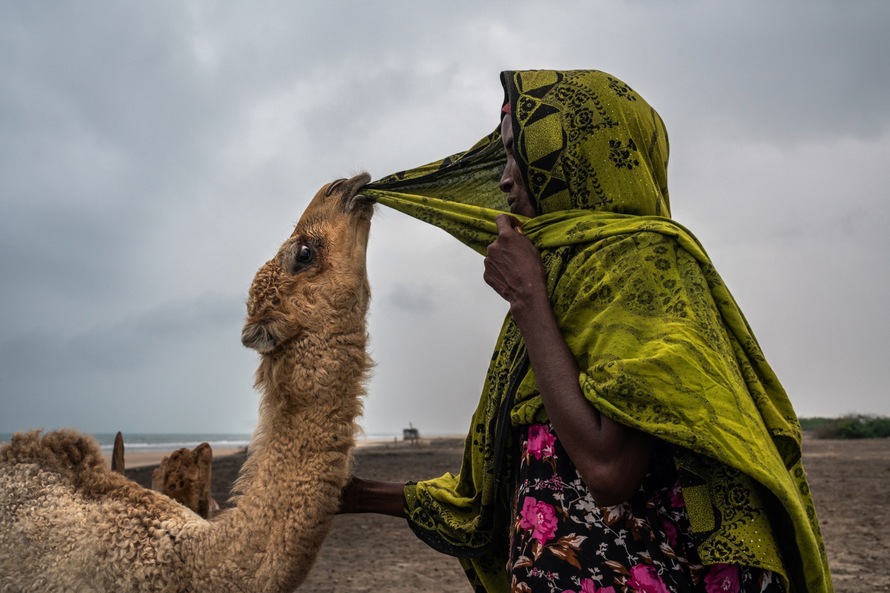 a camel pulling on a woman's headscarf with its teeth