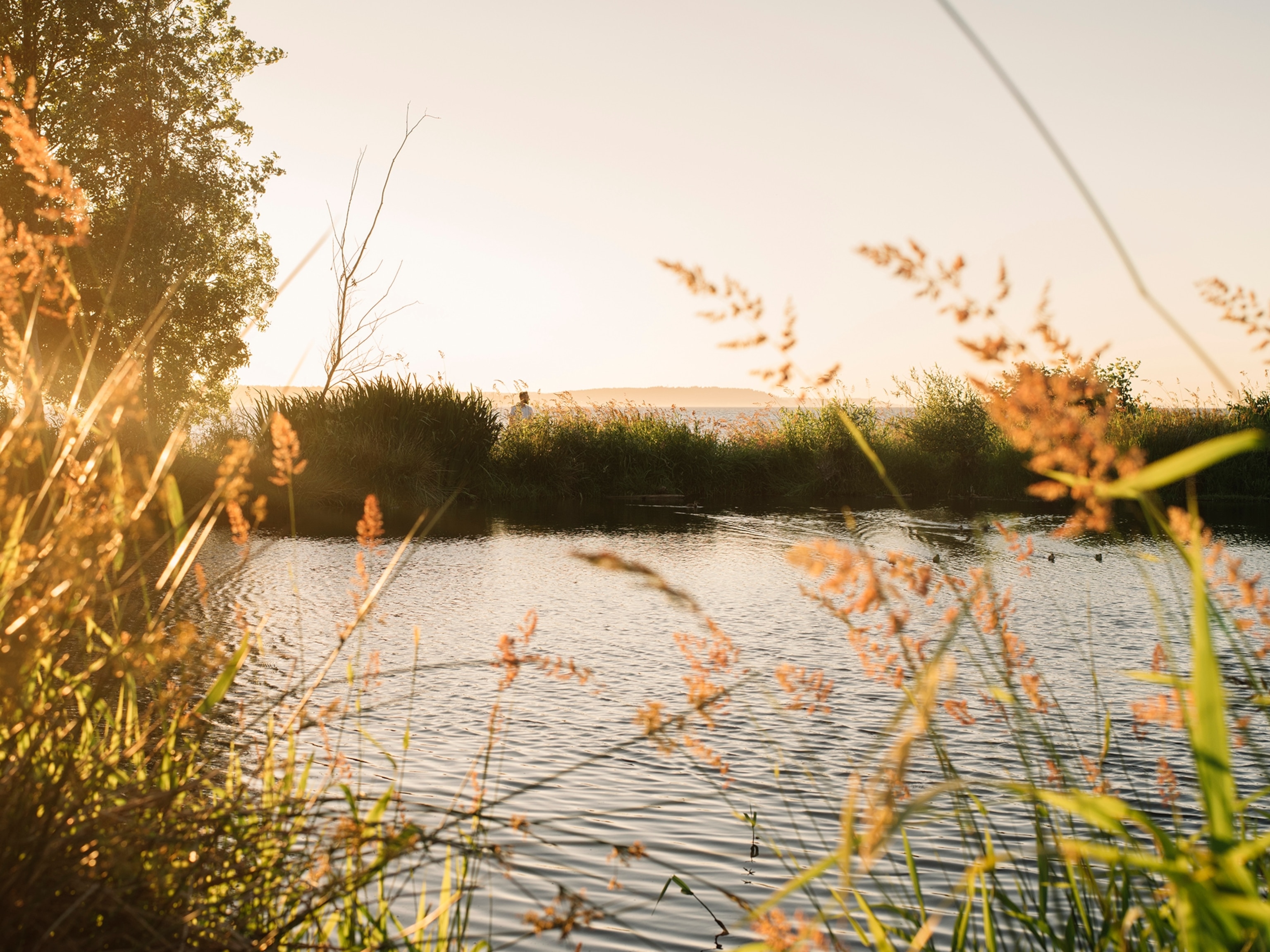 the sunset at Golden Gardens Park in Seattle, Washington
