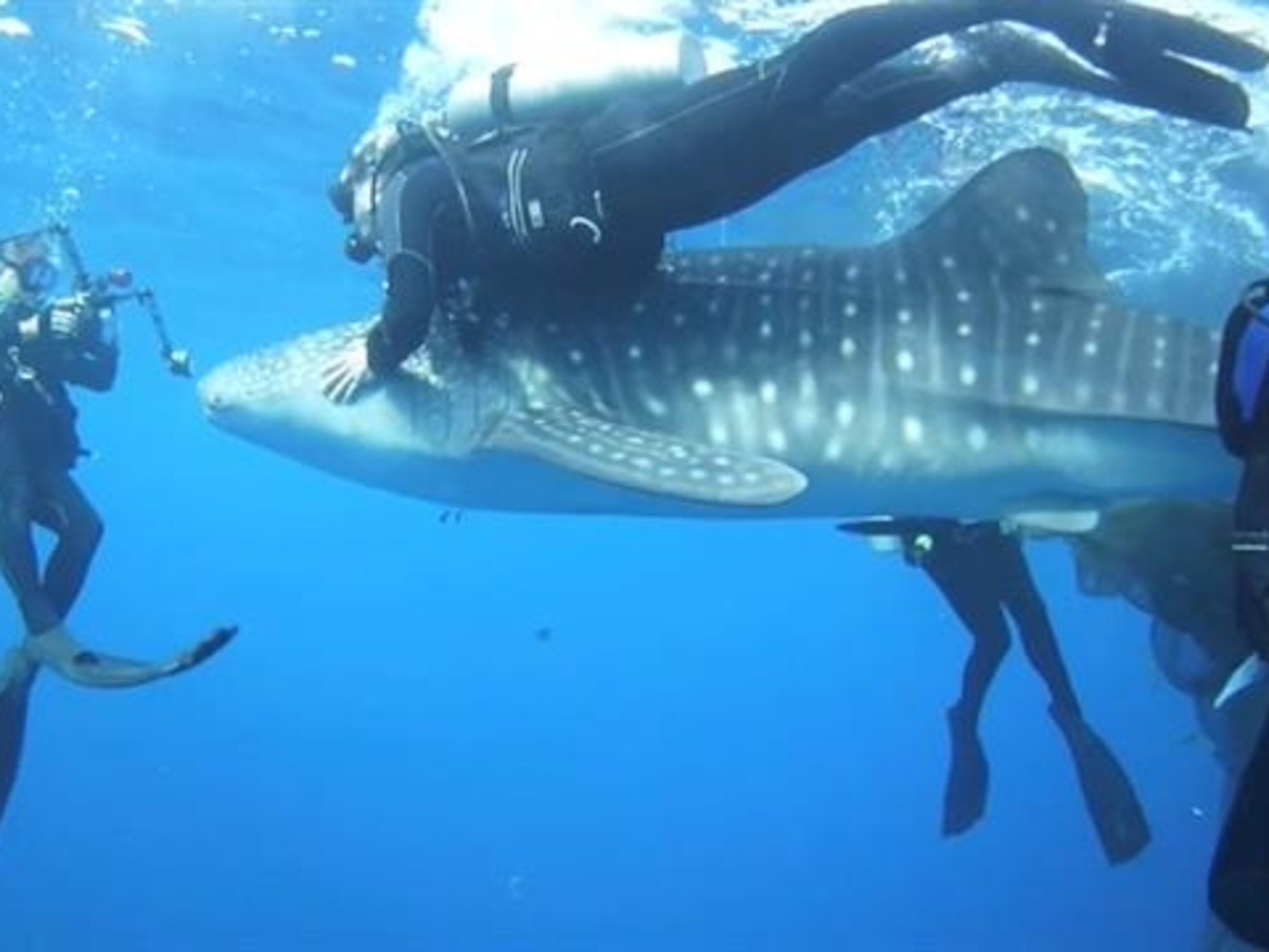 How Divers Rescued Four Car-Sized Sharks