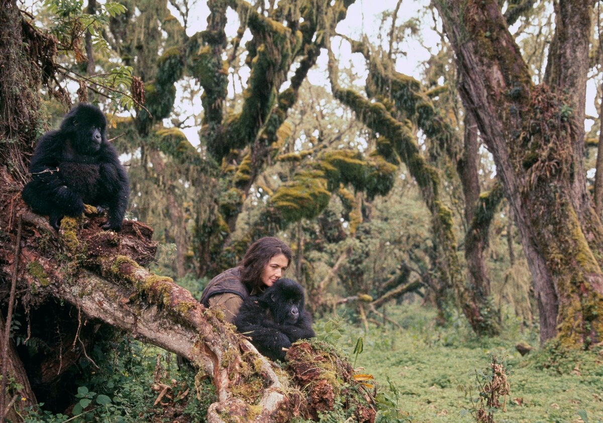 Dian fossey essay picture